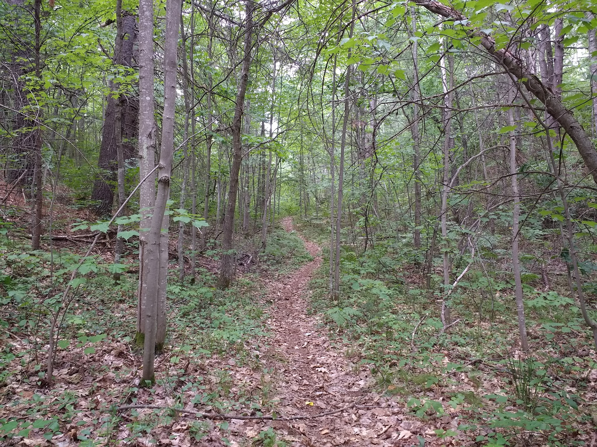 Big Bear Lake State Forest Campground