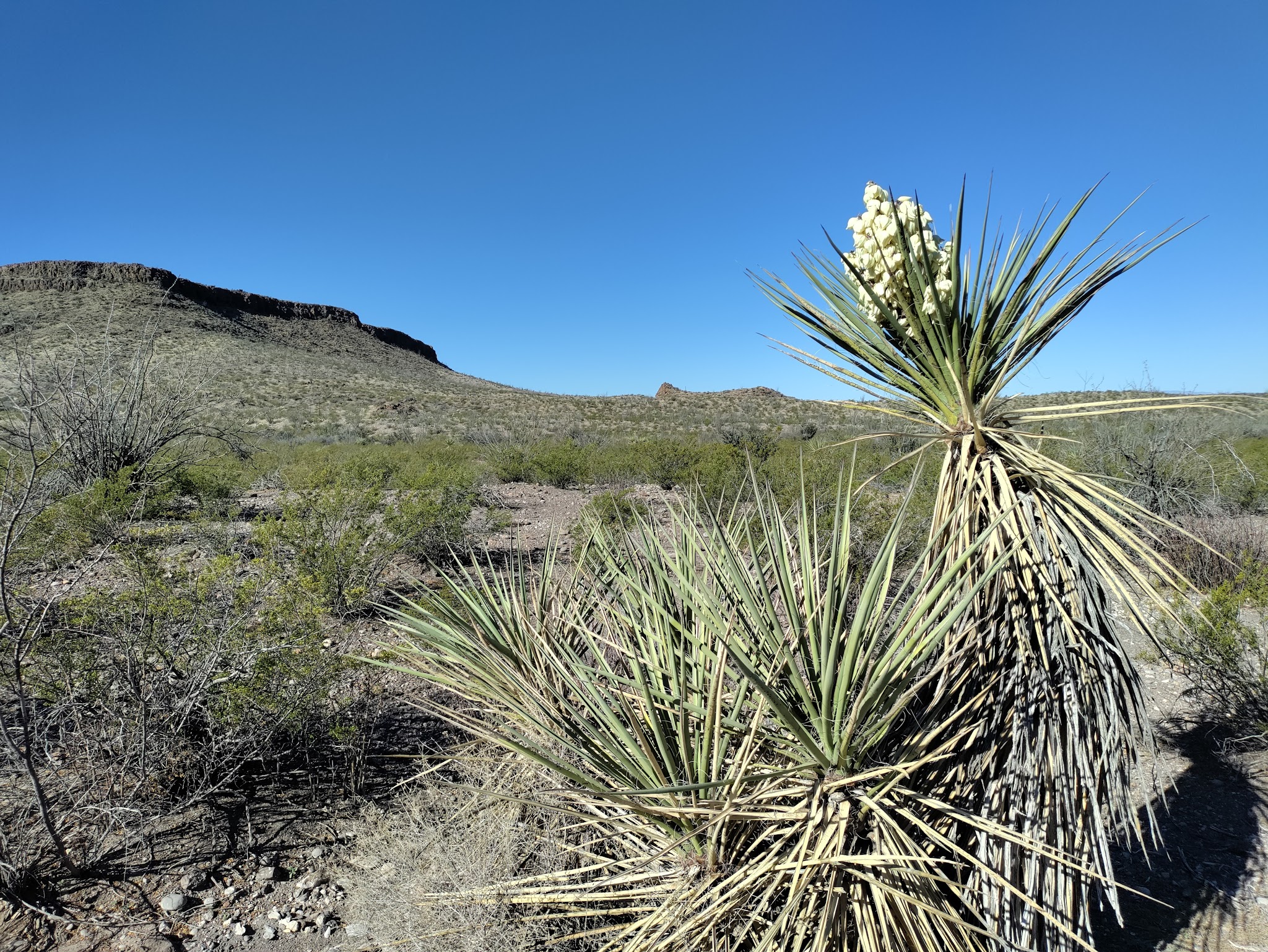 Big Bend Ranch State Park