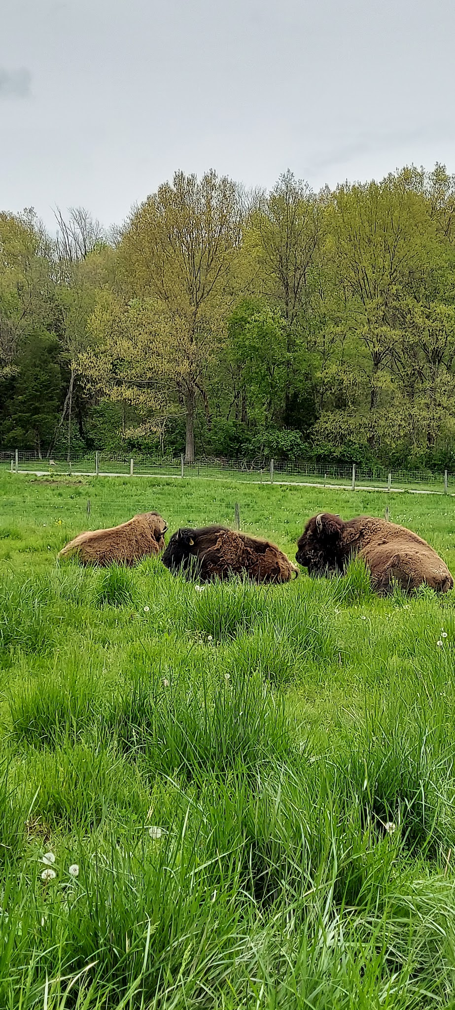 Big Bone Lick State Historic Site