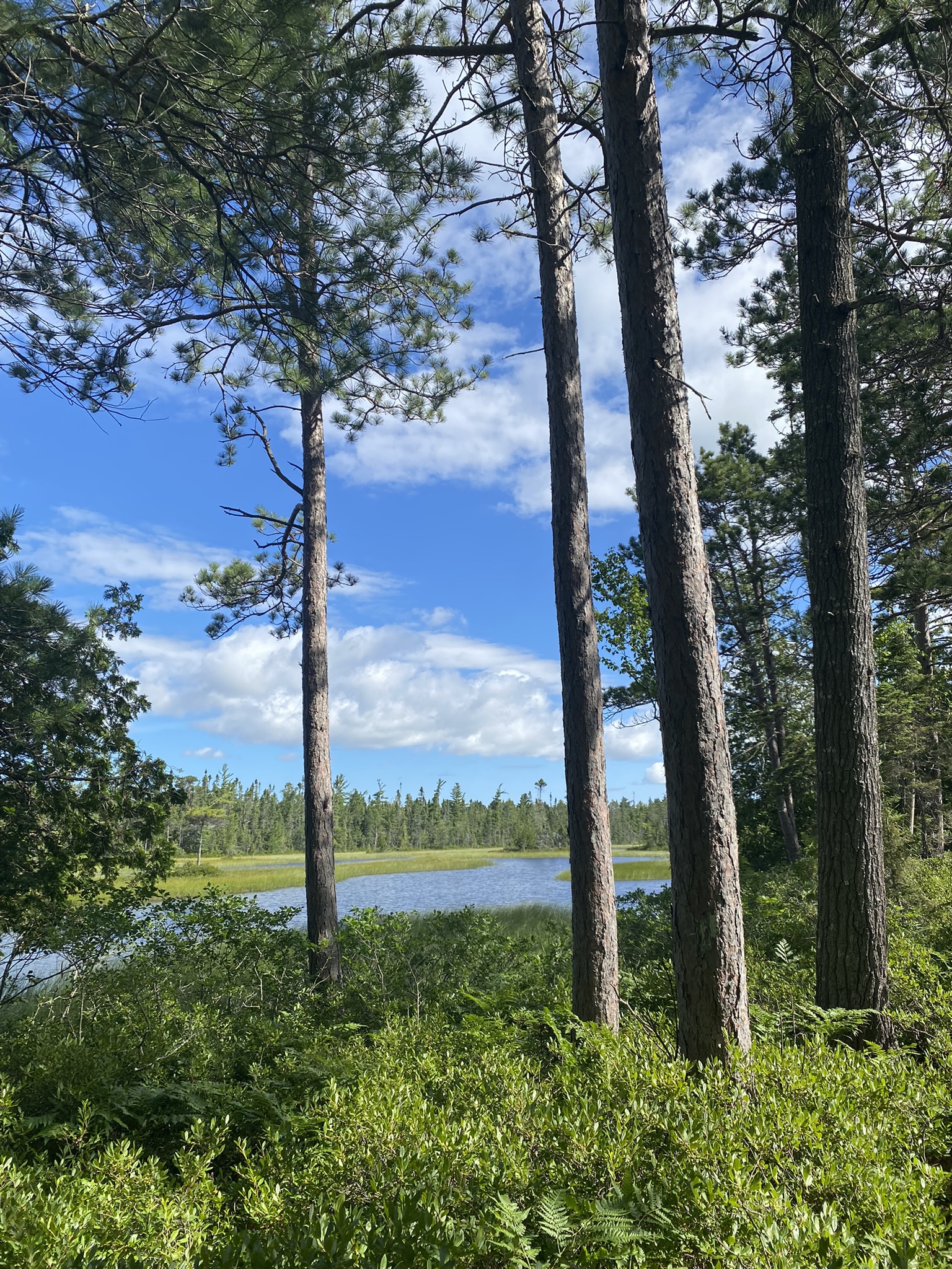 Big Knob State Forest Campground