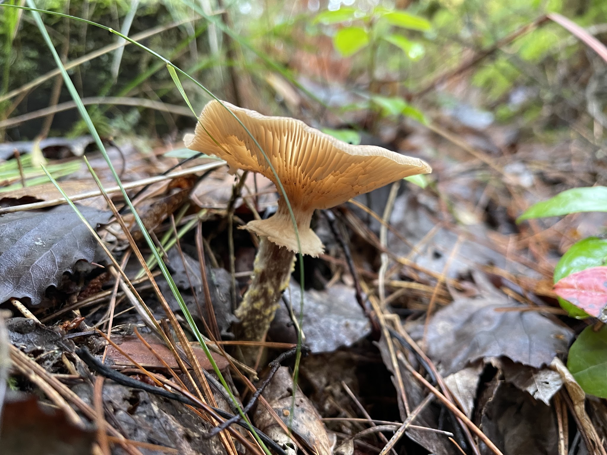 Big Knob State Forest Campground