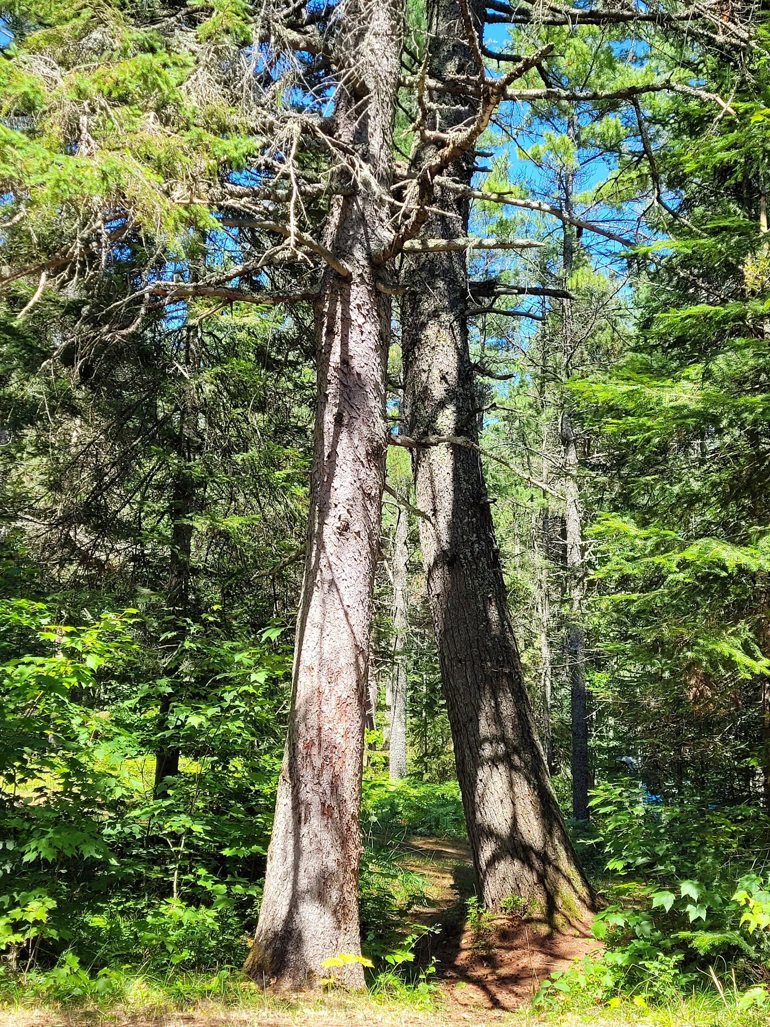 Big Knob State Forest Campground