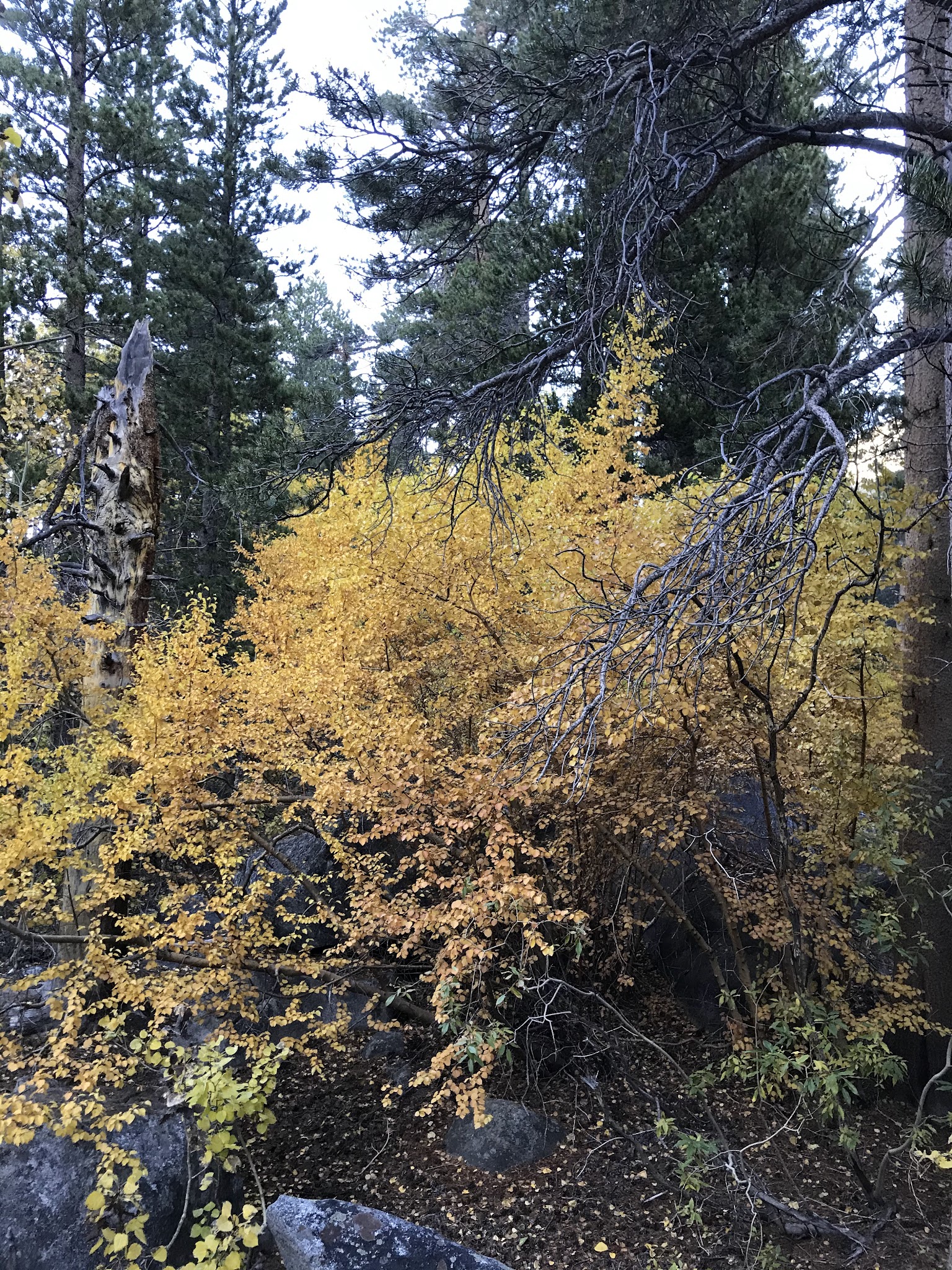 Big Meadow Campground