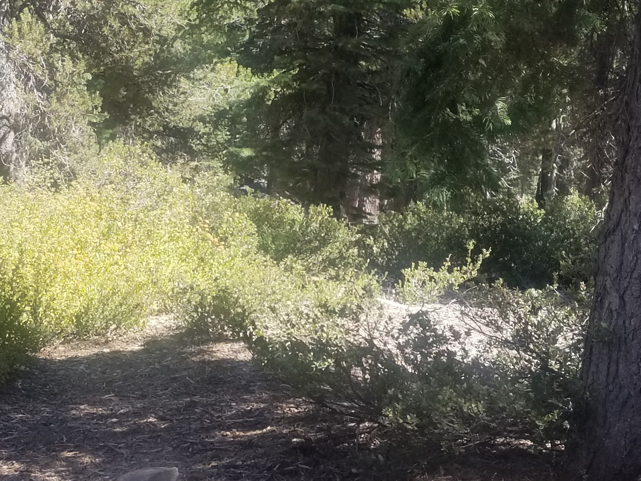 Big Meadow Campground