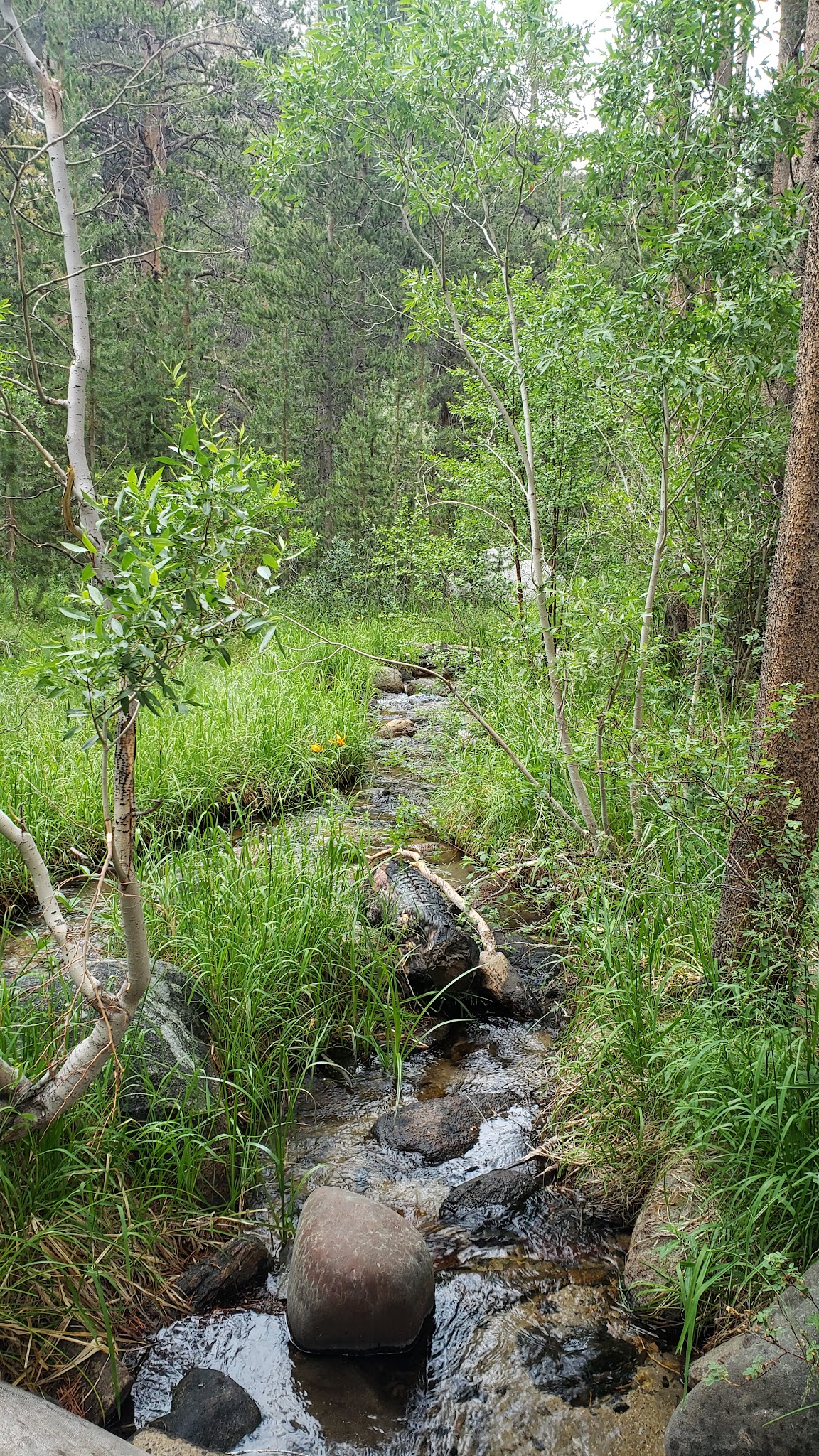 Big Meadow Campground