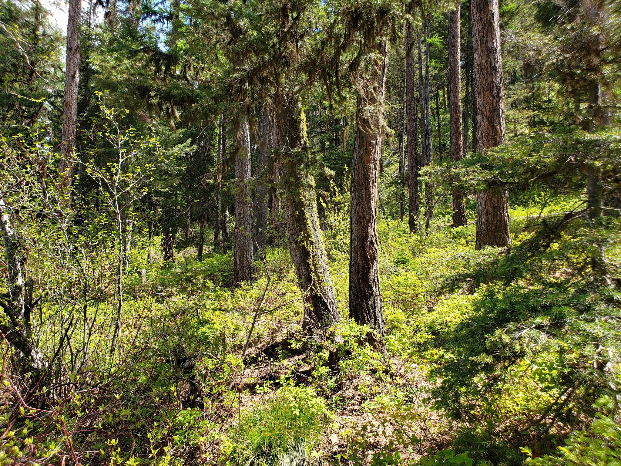 Big Nelson Campground
