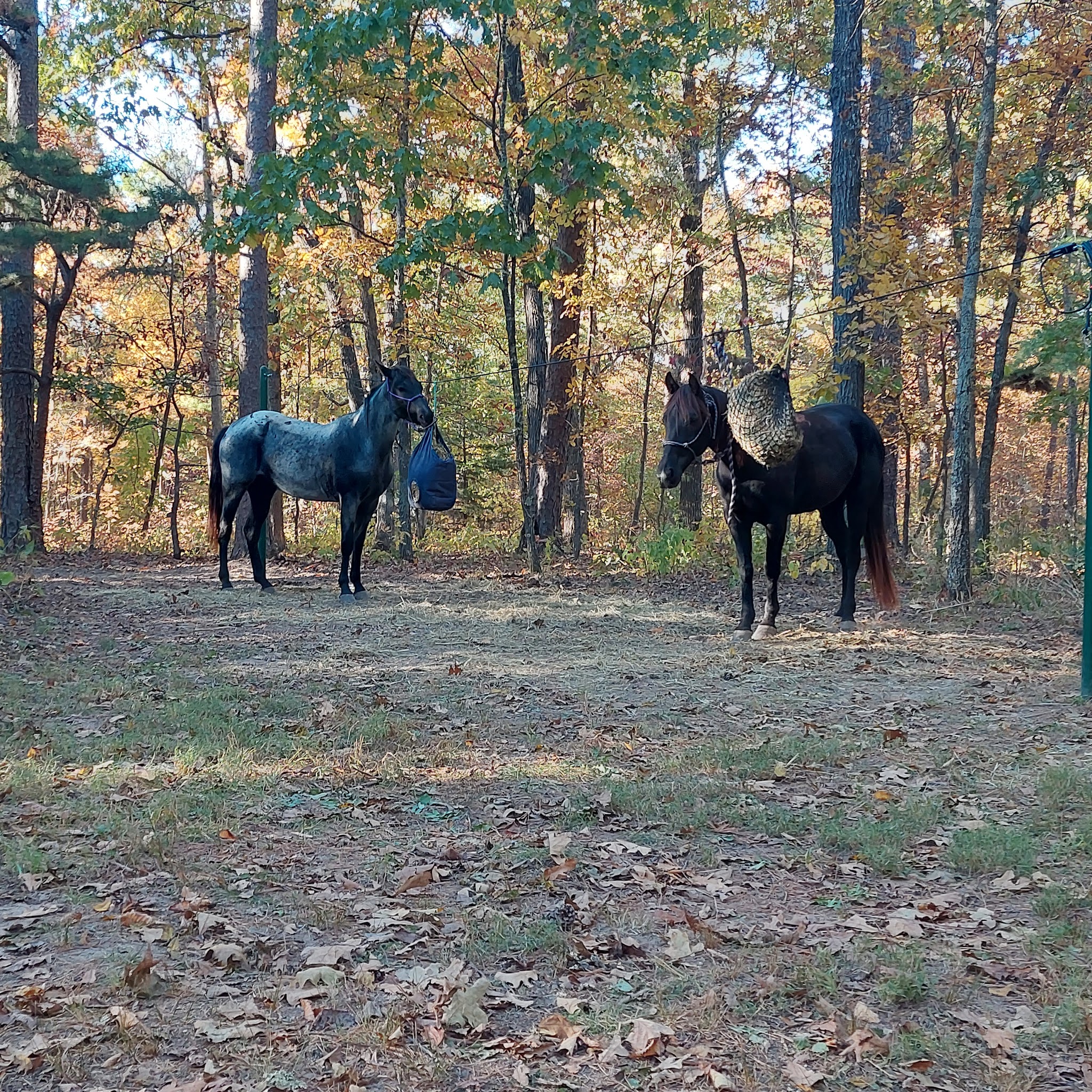 Big Piney Equestrian Camp