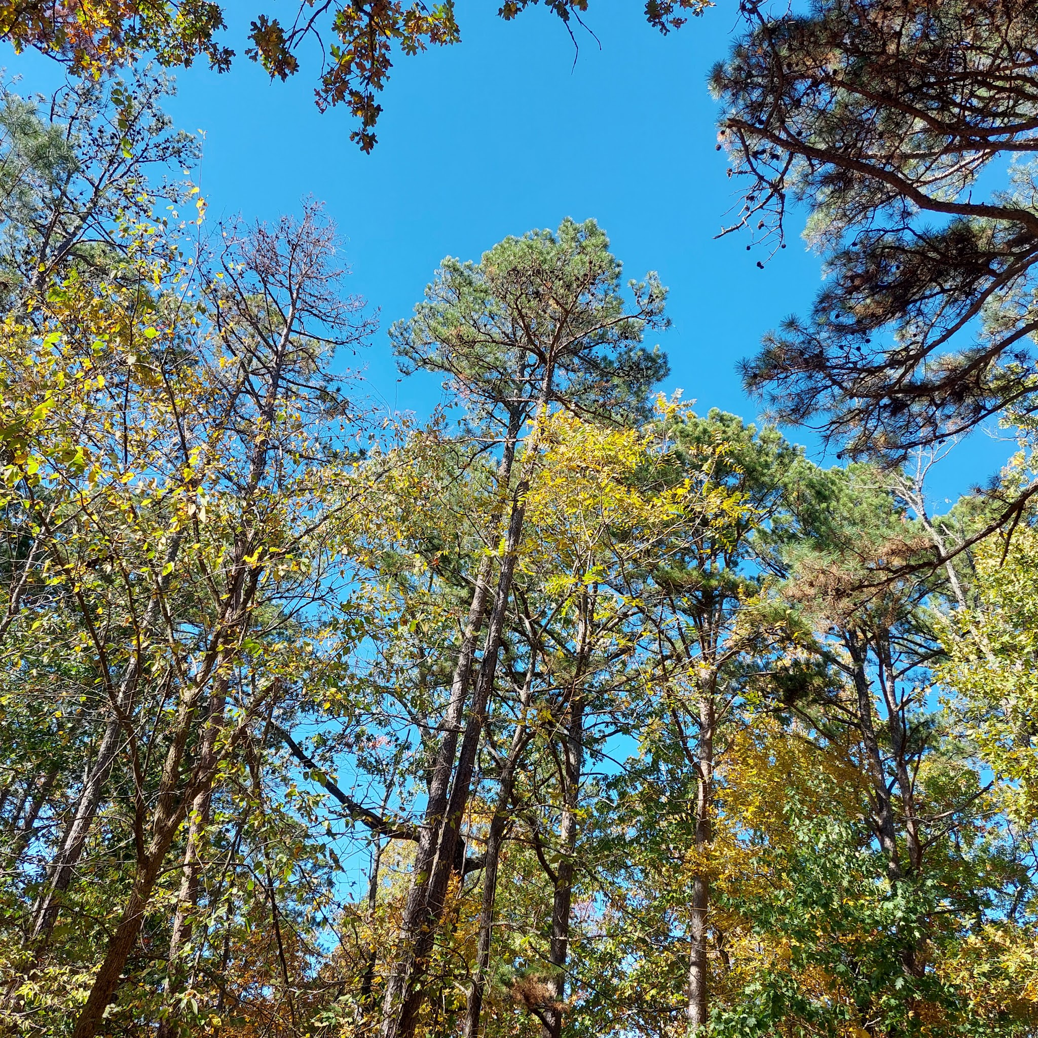 Big Piney Equestrian Camp