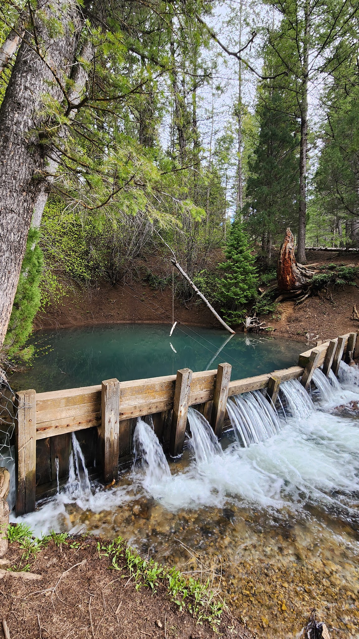 Big Springs - Caribou