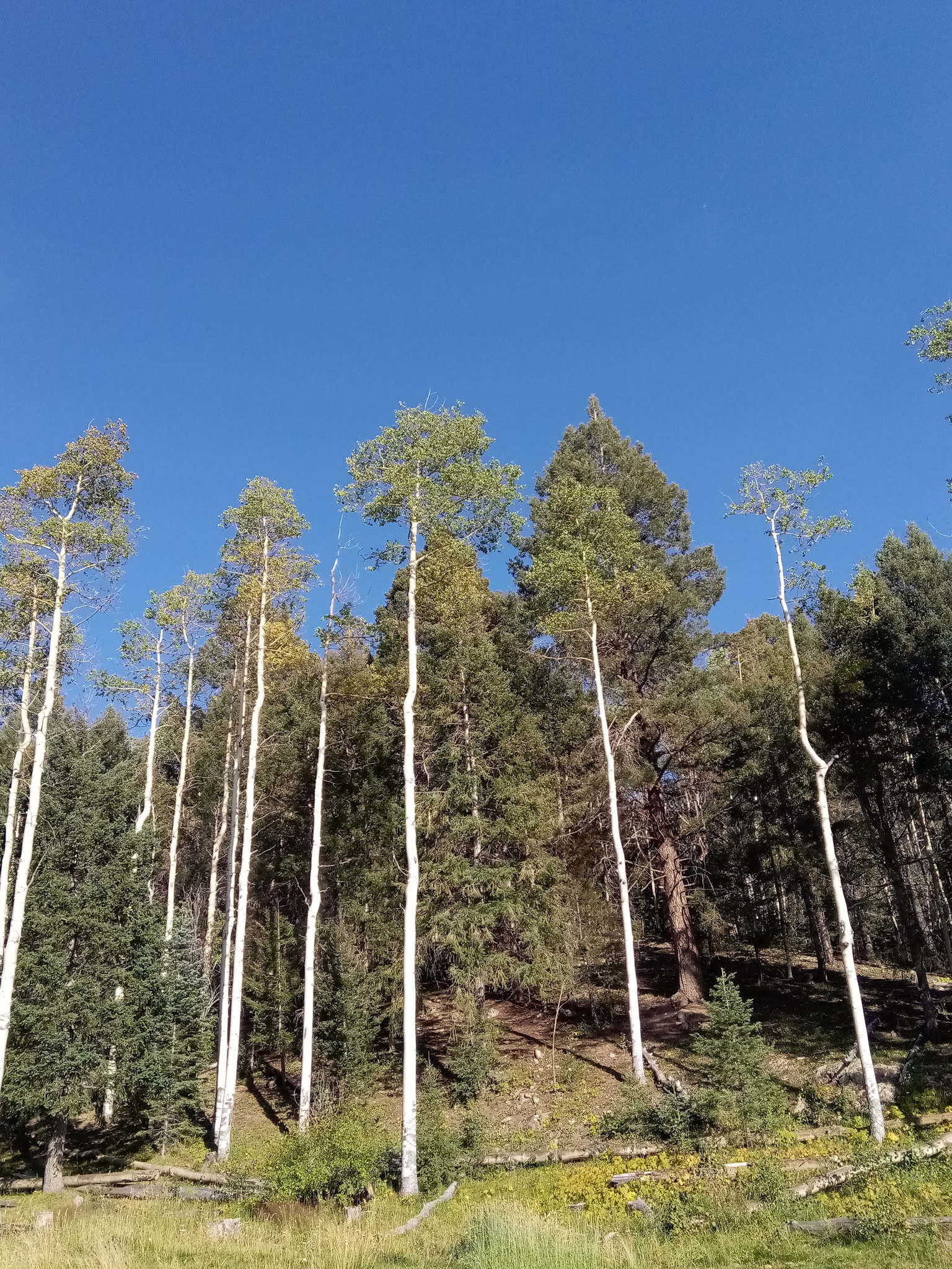 Big Tesuque Campground