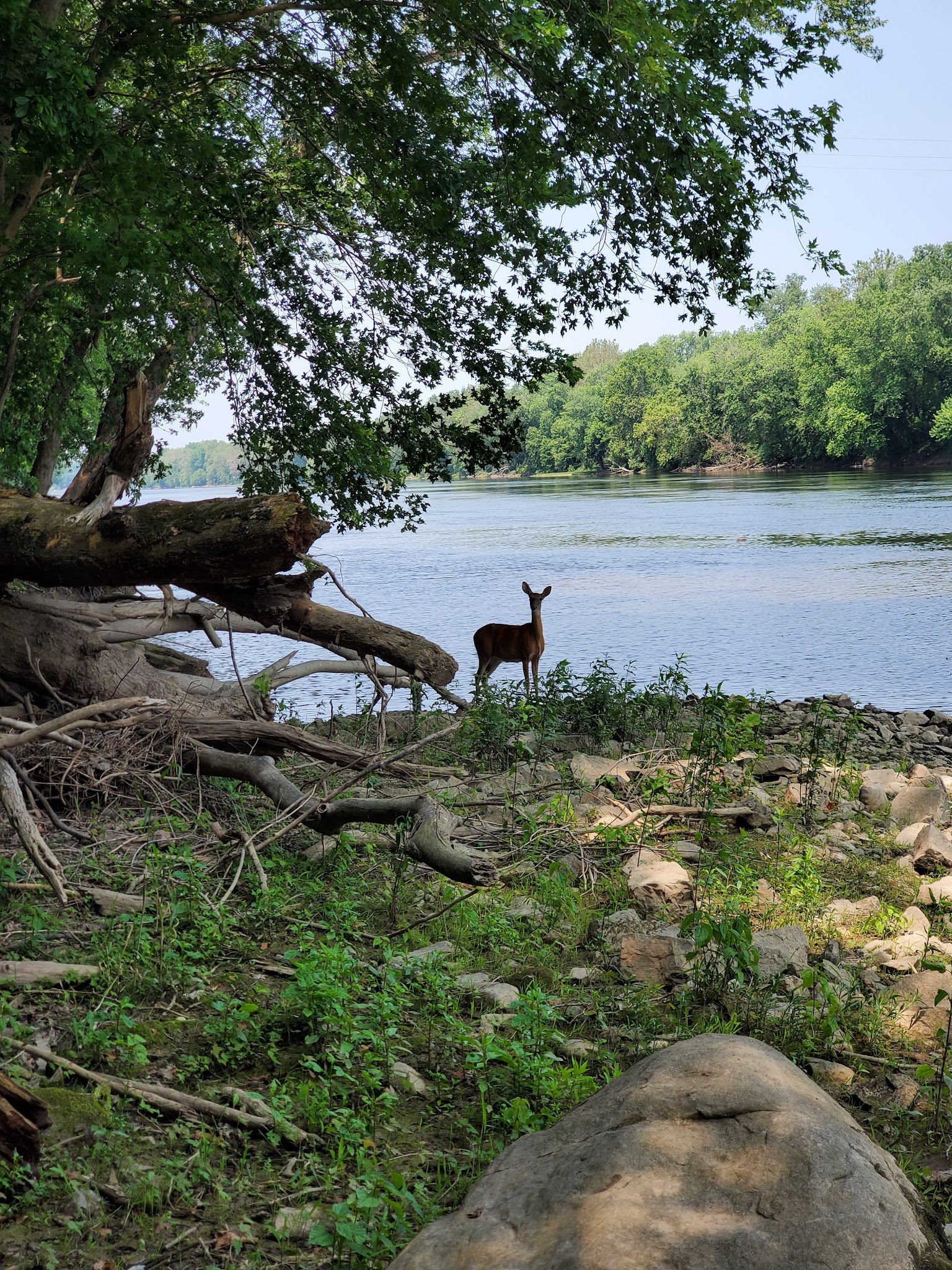 Big Woods Hiker-Biker Overnight (Hbo) Campsite
