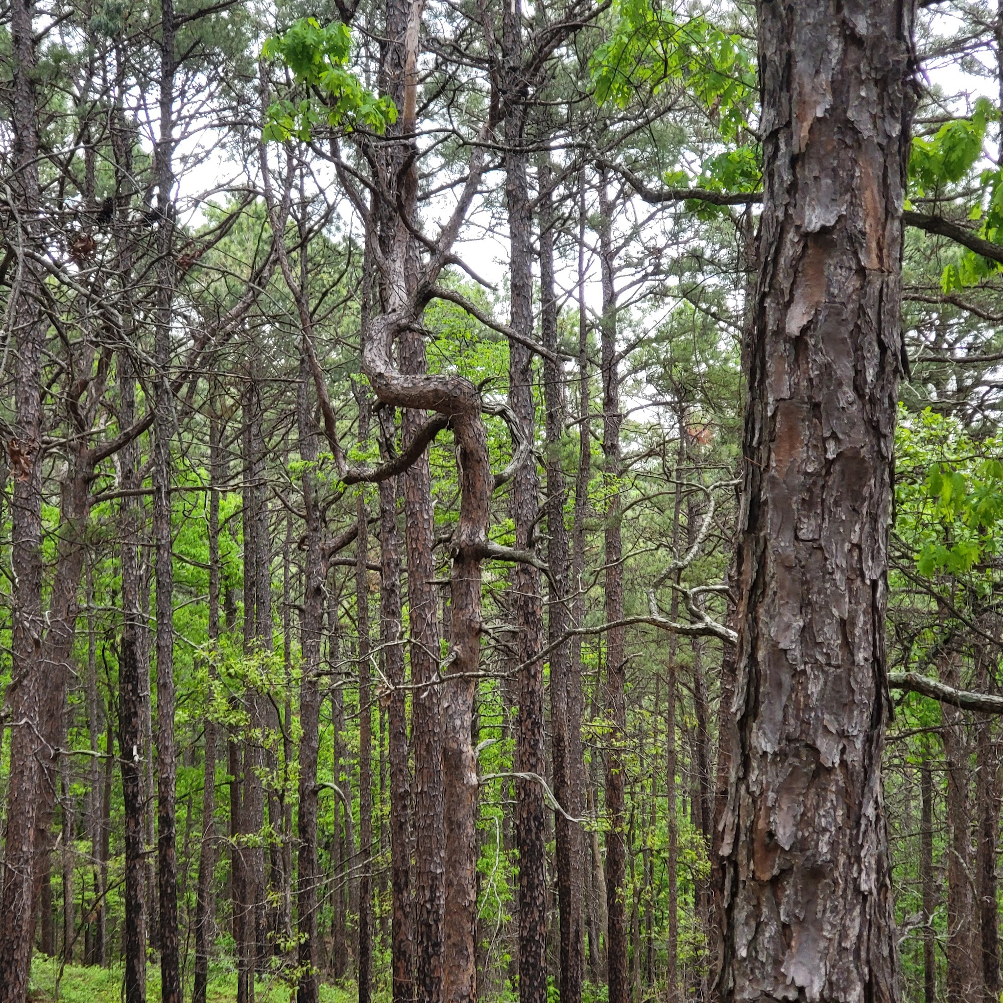Billy Creek Recreation Area