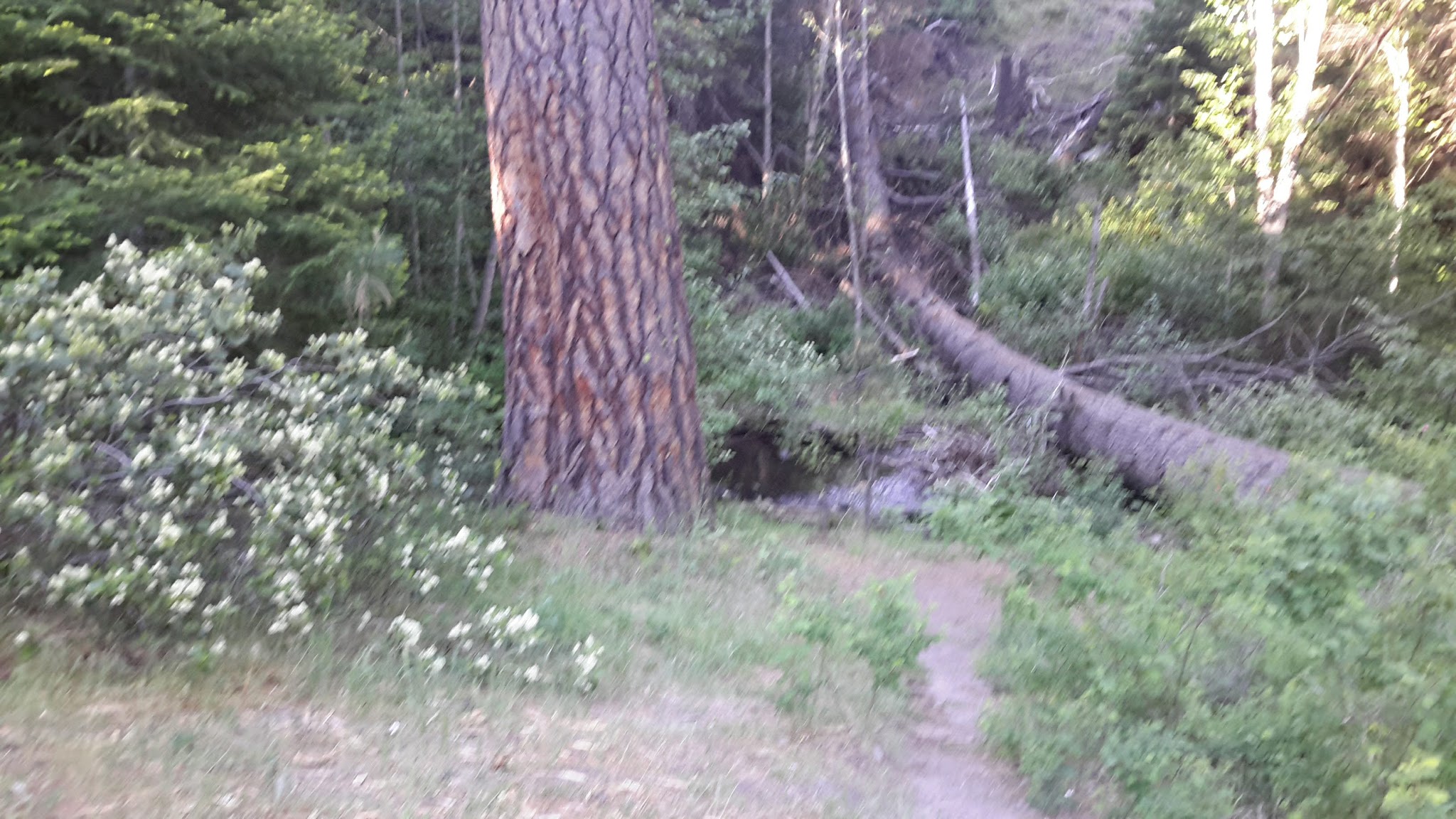 Billy Fields Campground