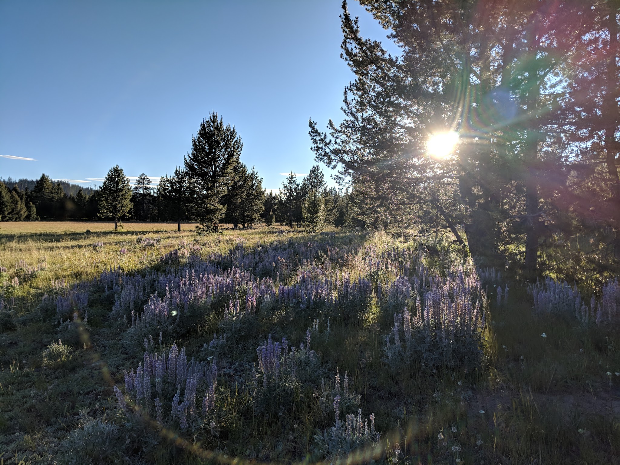 Bingham Springs Campground