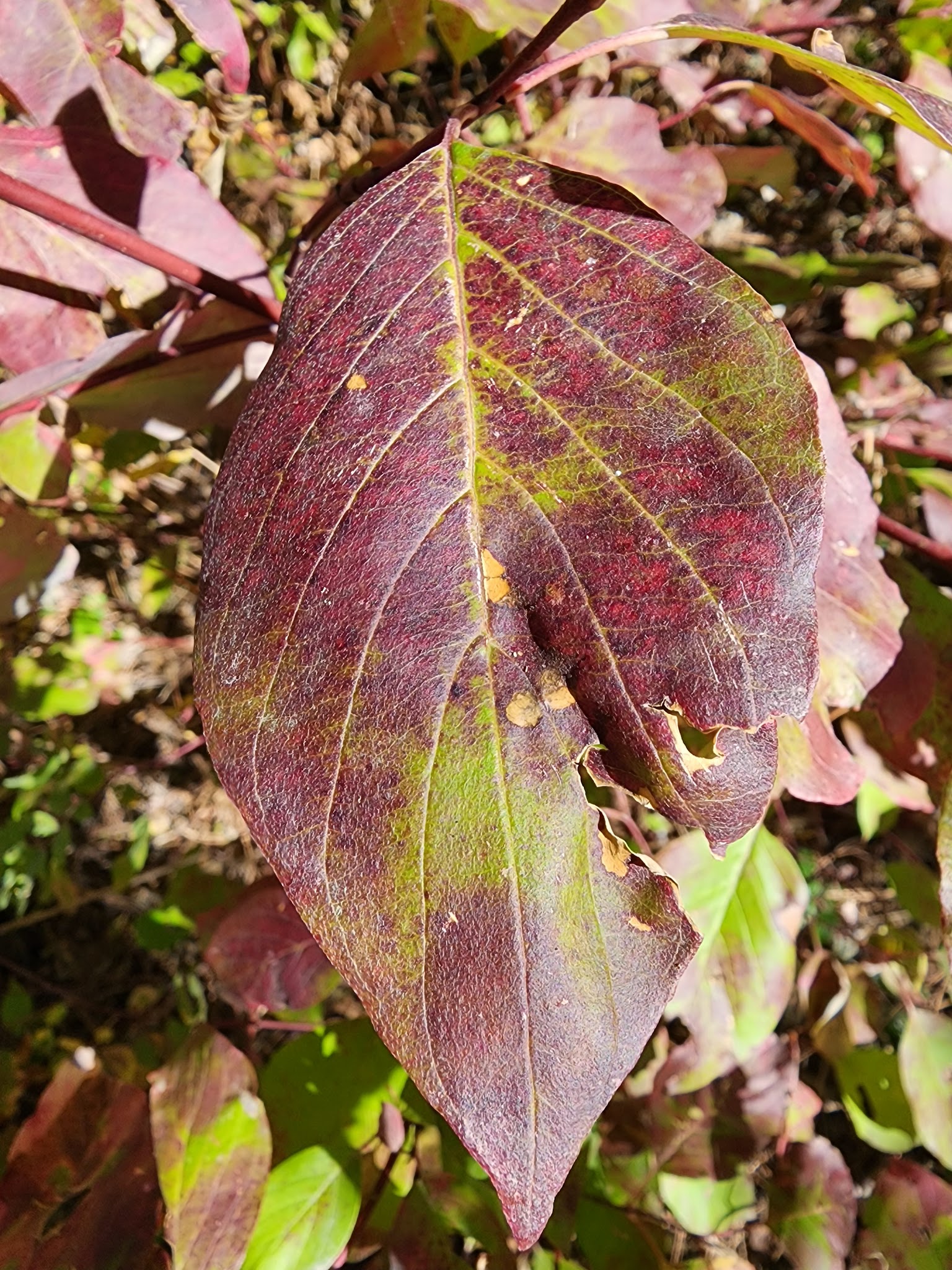 Bird Creek Campground