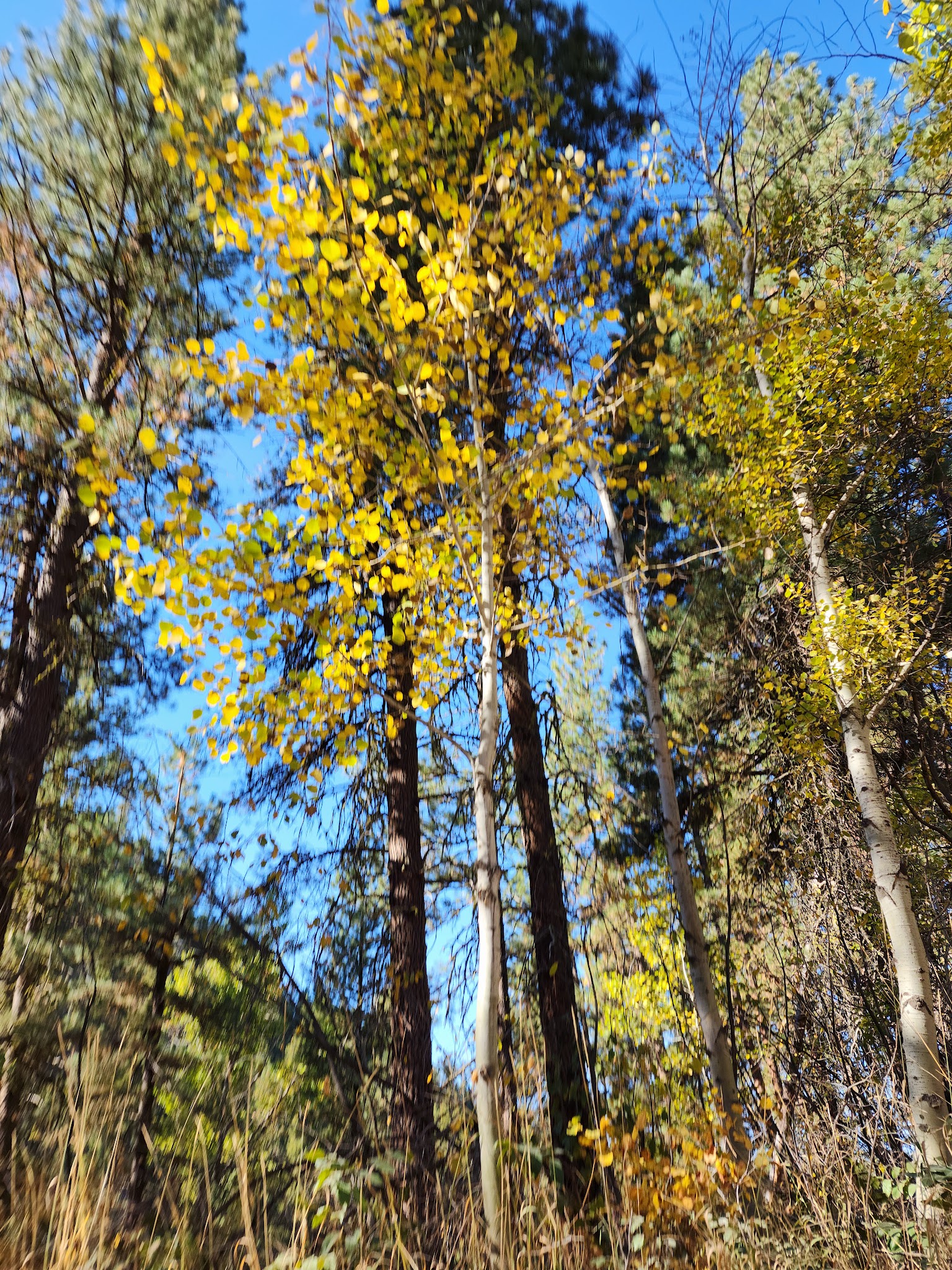 Bird Creek Campground
