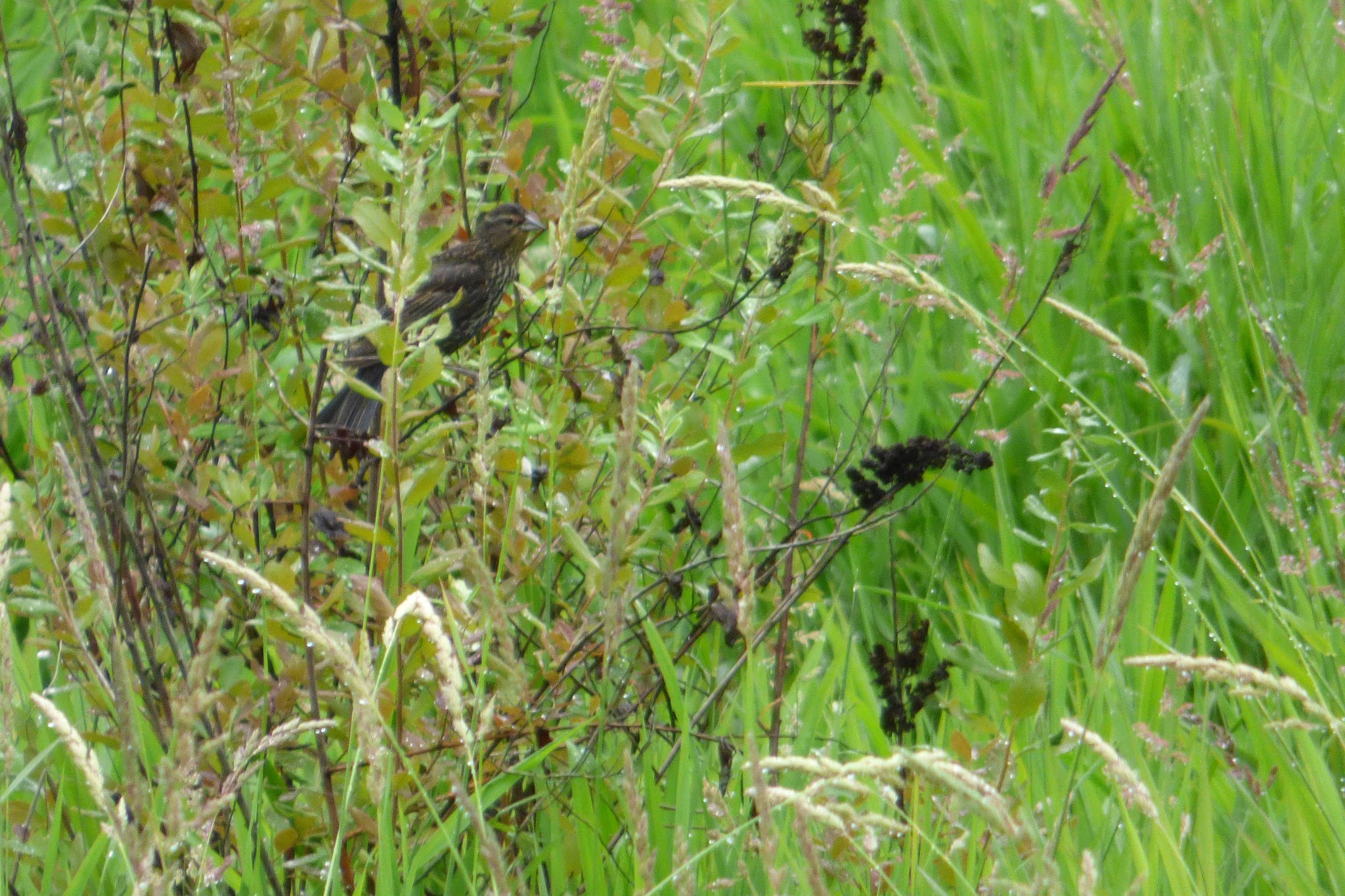 Killin Wetlands Nature Park Activities Campground