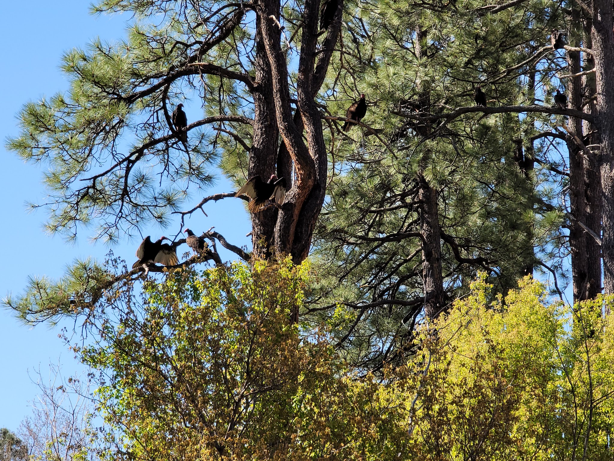 Airplane Flat Campground