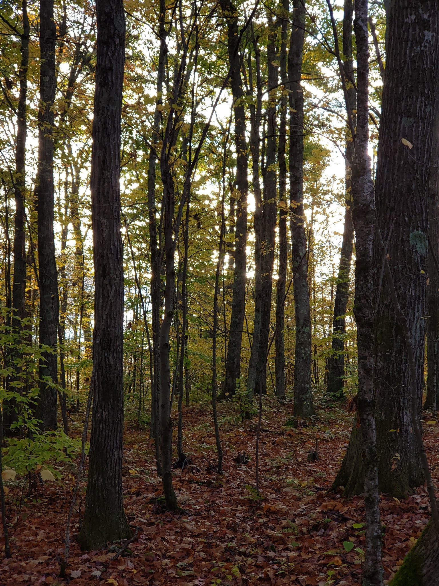 Bishop Knob Campground