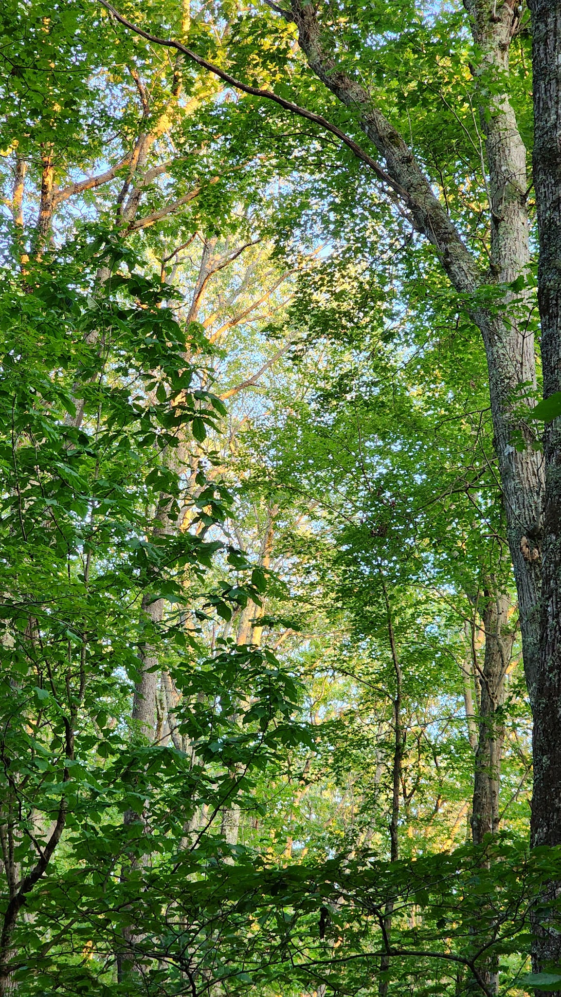 Bishop Knob Campground