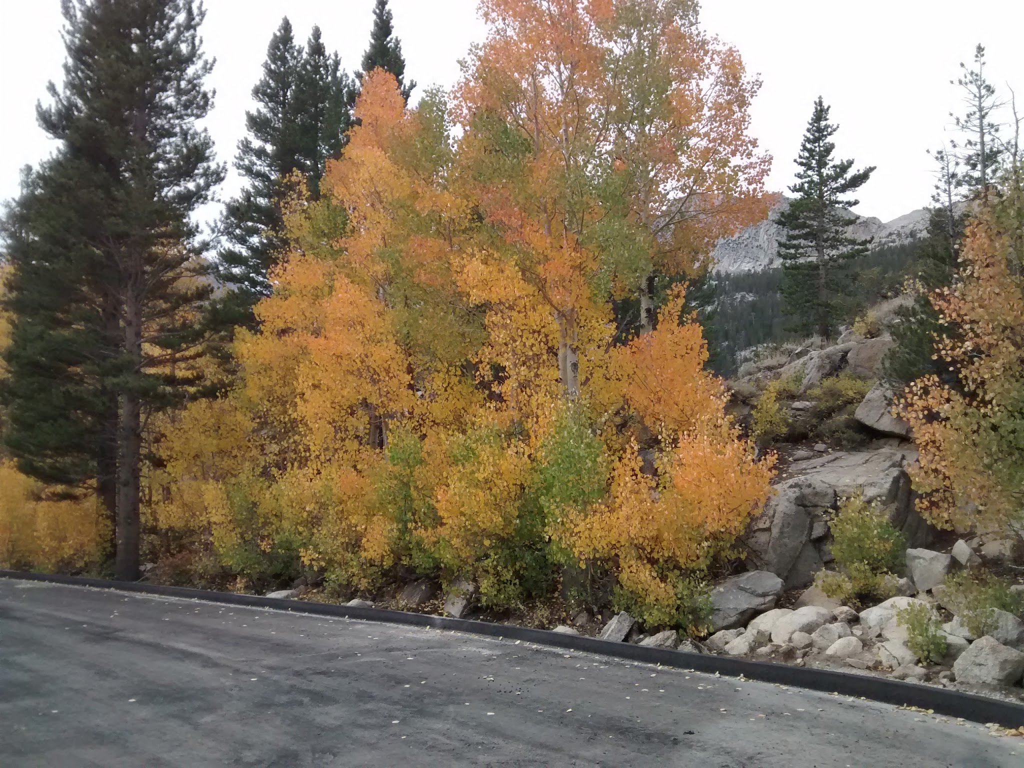 Bitterbrush Campground