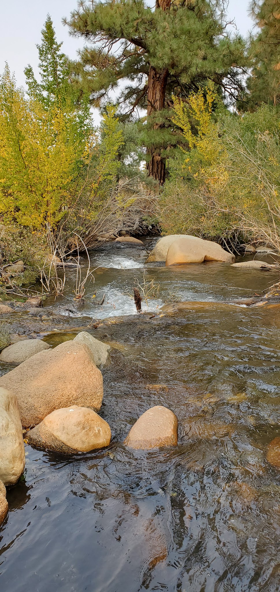 Bitterbrush Campground