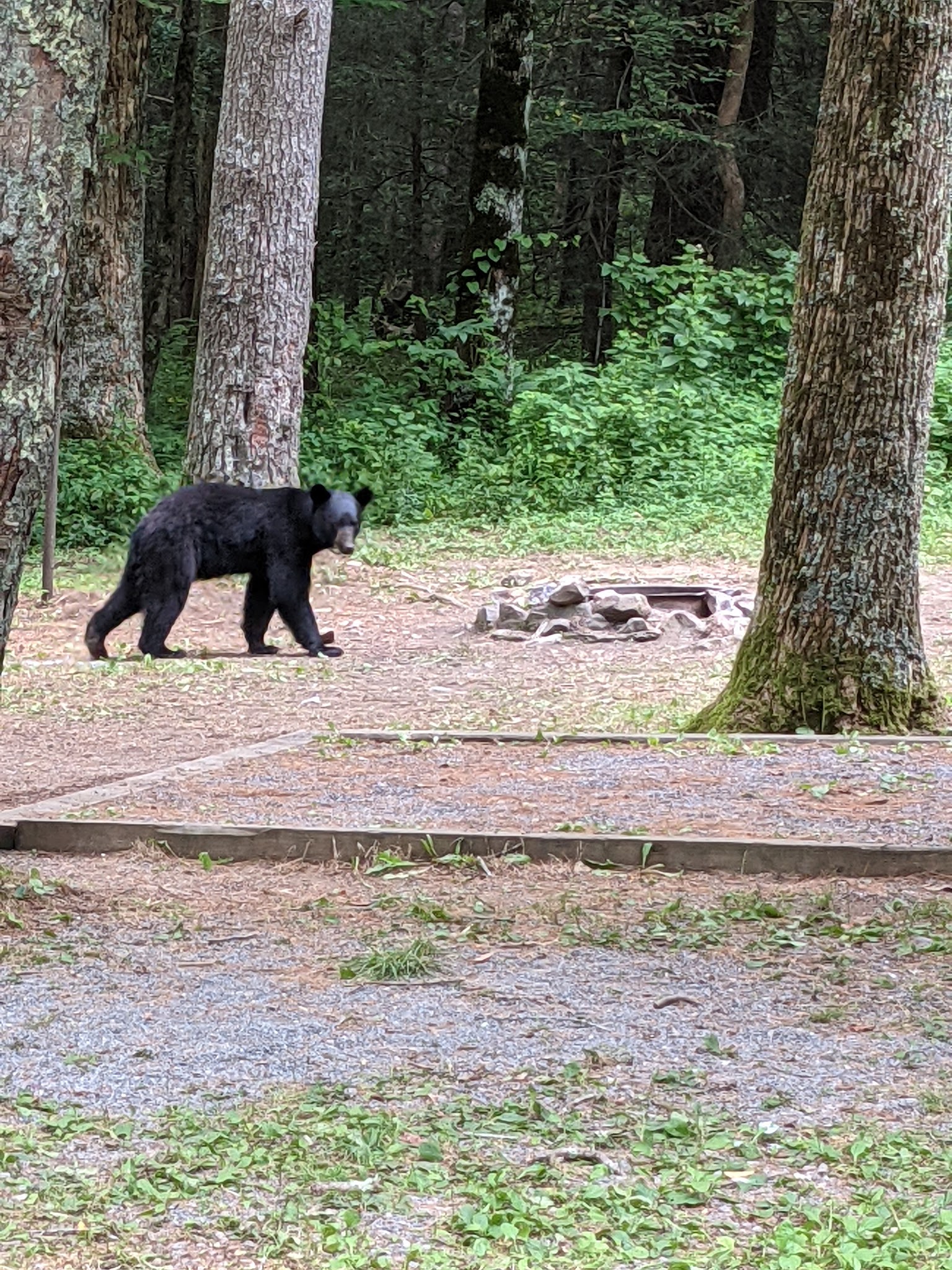 Ball Field Dispersed Camping Area