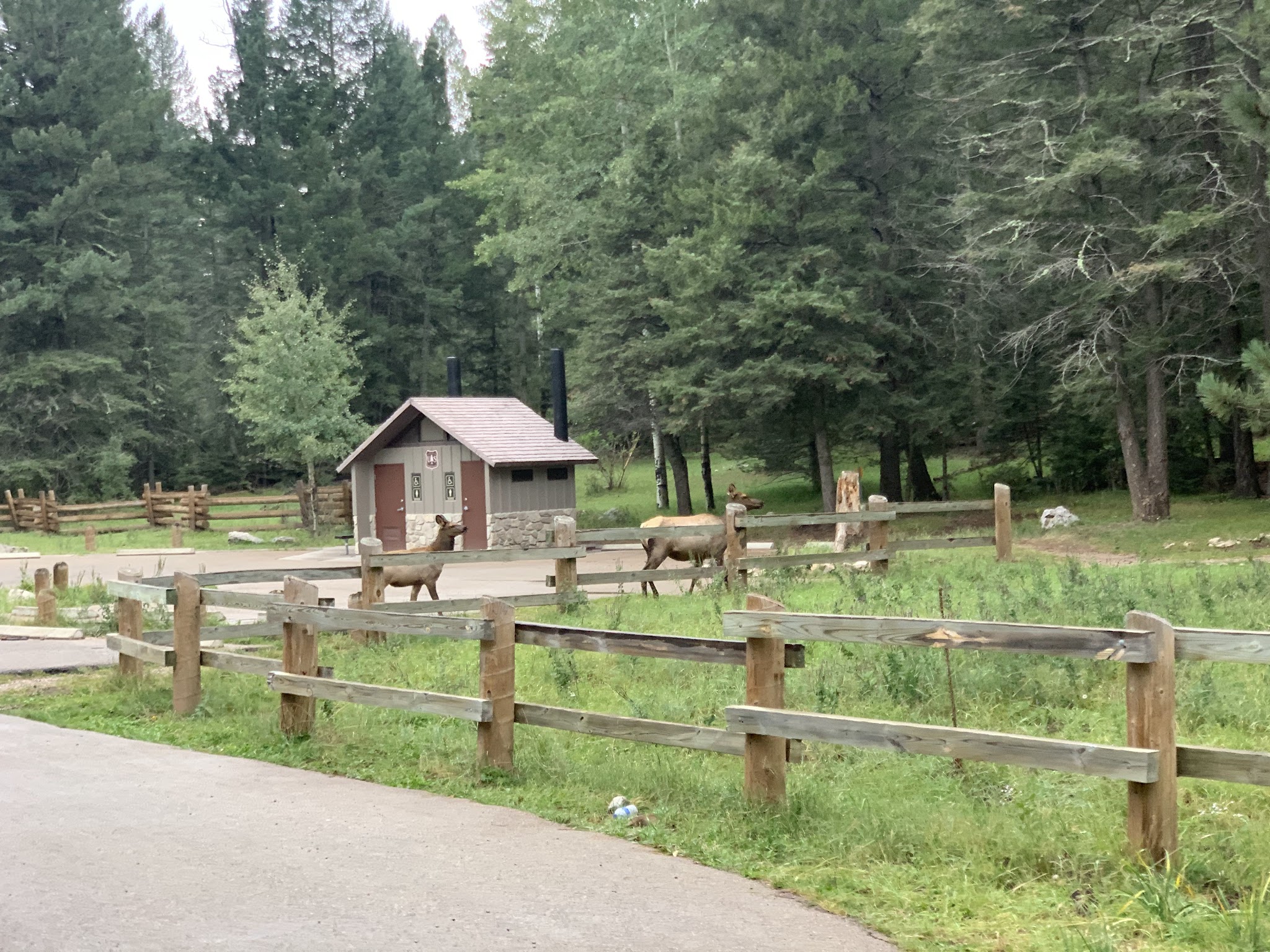 Black Bear Group Area