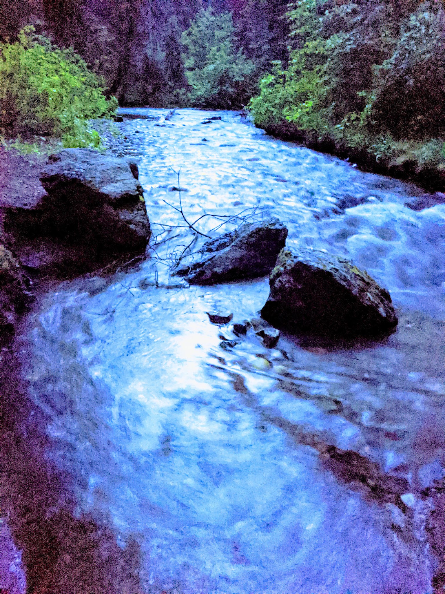 Black Bear Campground