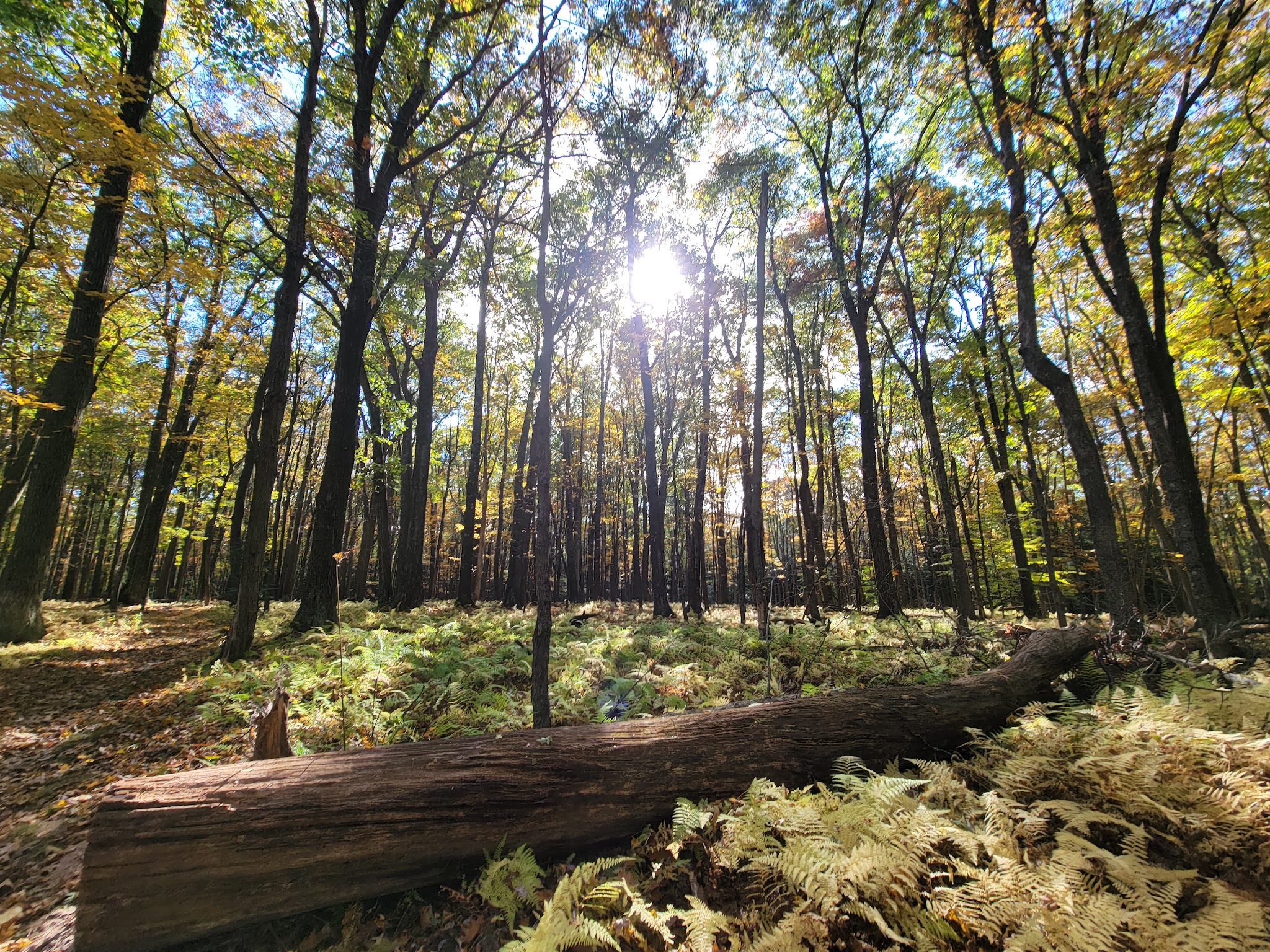 Black Moshannon State Park