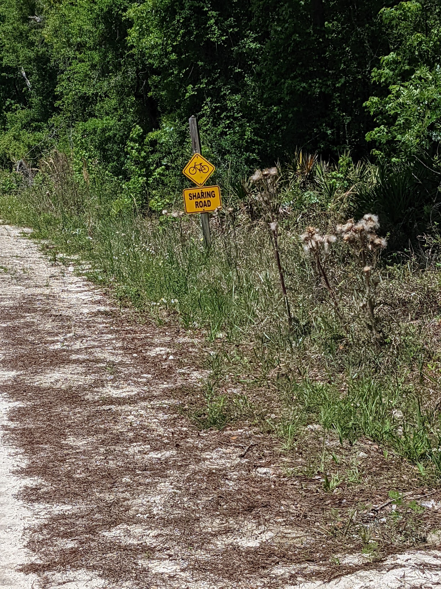 Goethe State Forest Black Prong Primitive Campsites