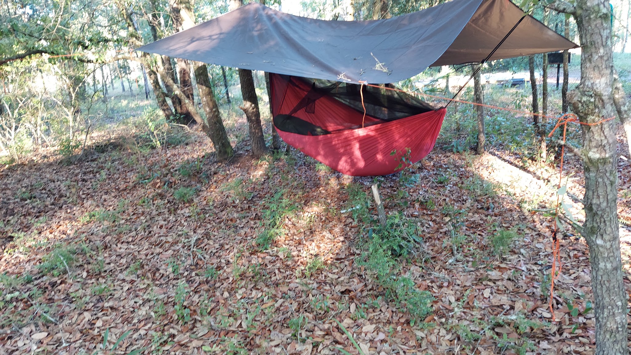 Goethe State Forest Black Prong Primitive Campsites