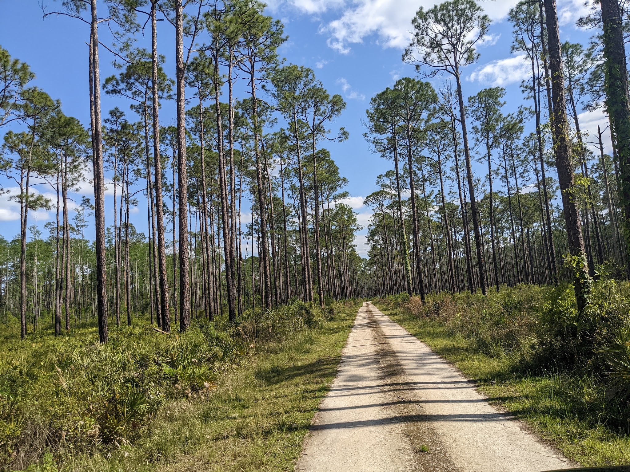 Goethe State Forest Black Prong Primitive Campsites
