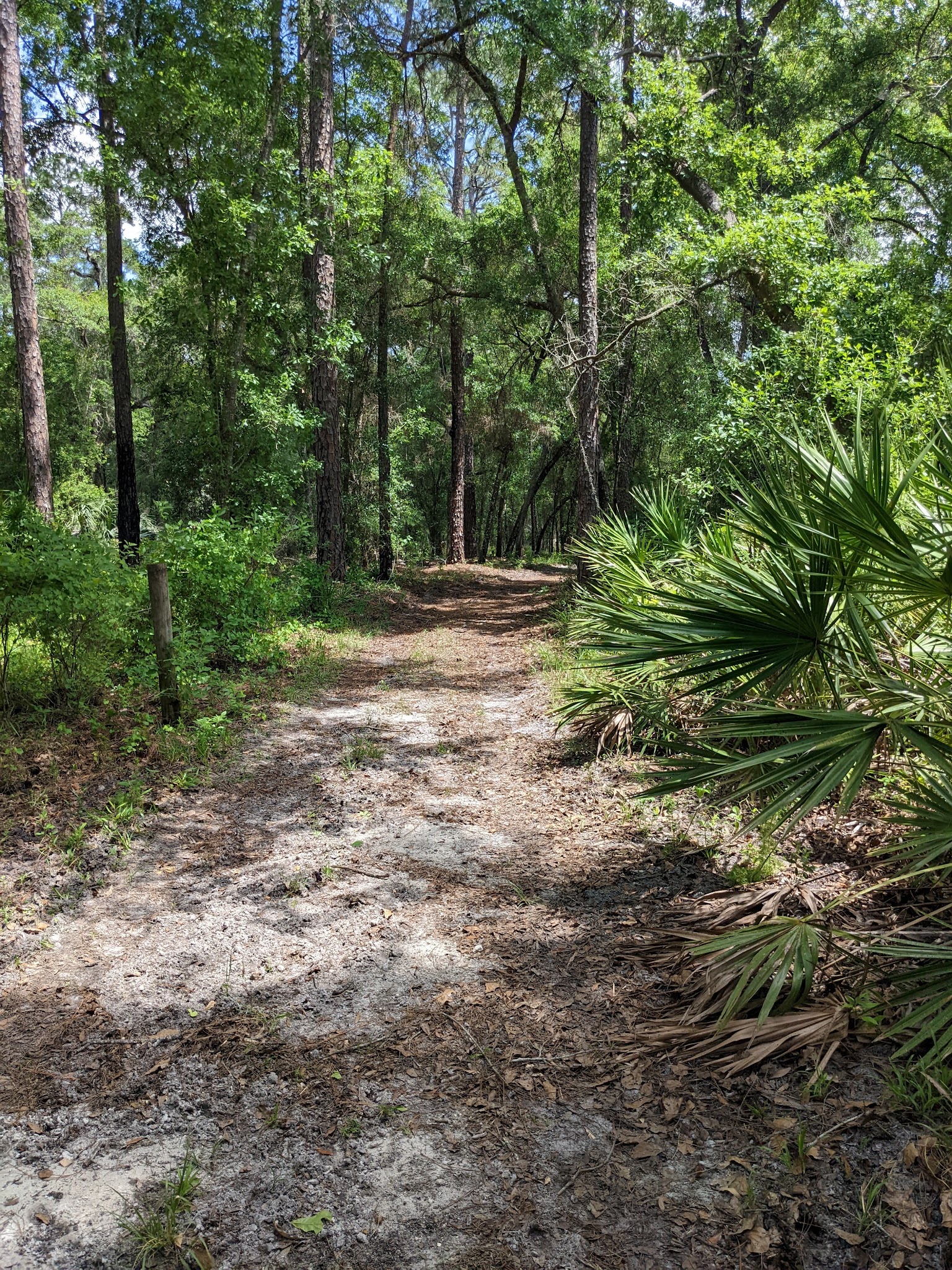 Goethe State Forest Black Prong Primitive Campsites