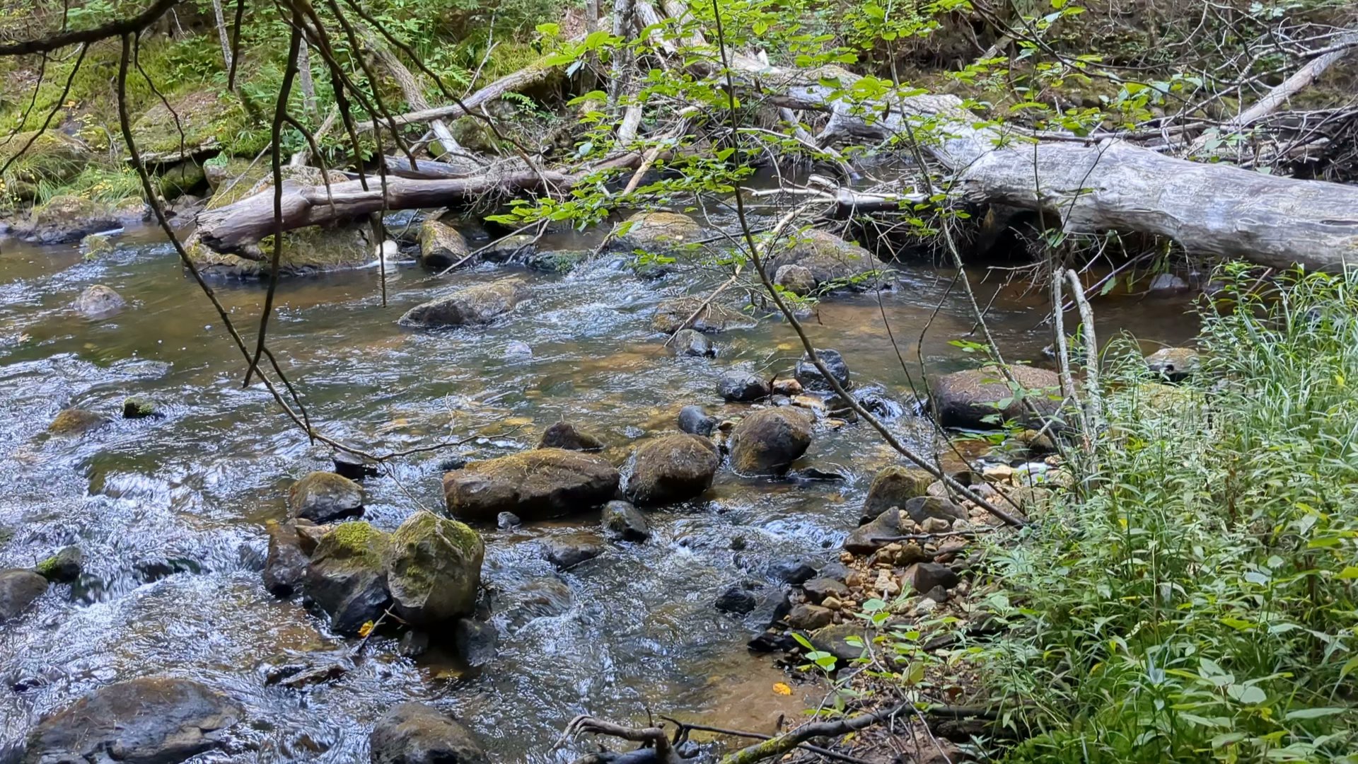 Black River State Forest