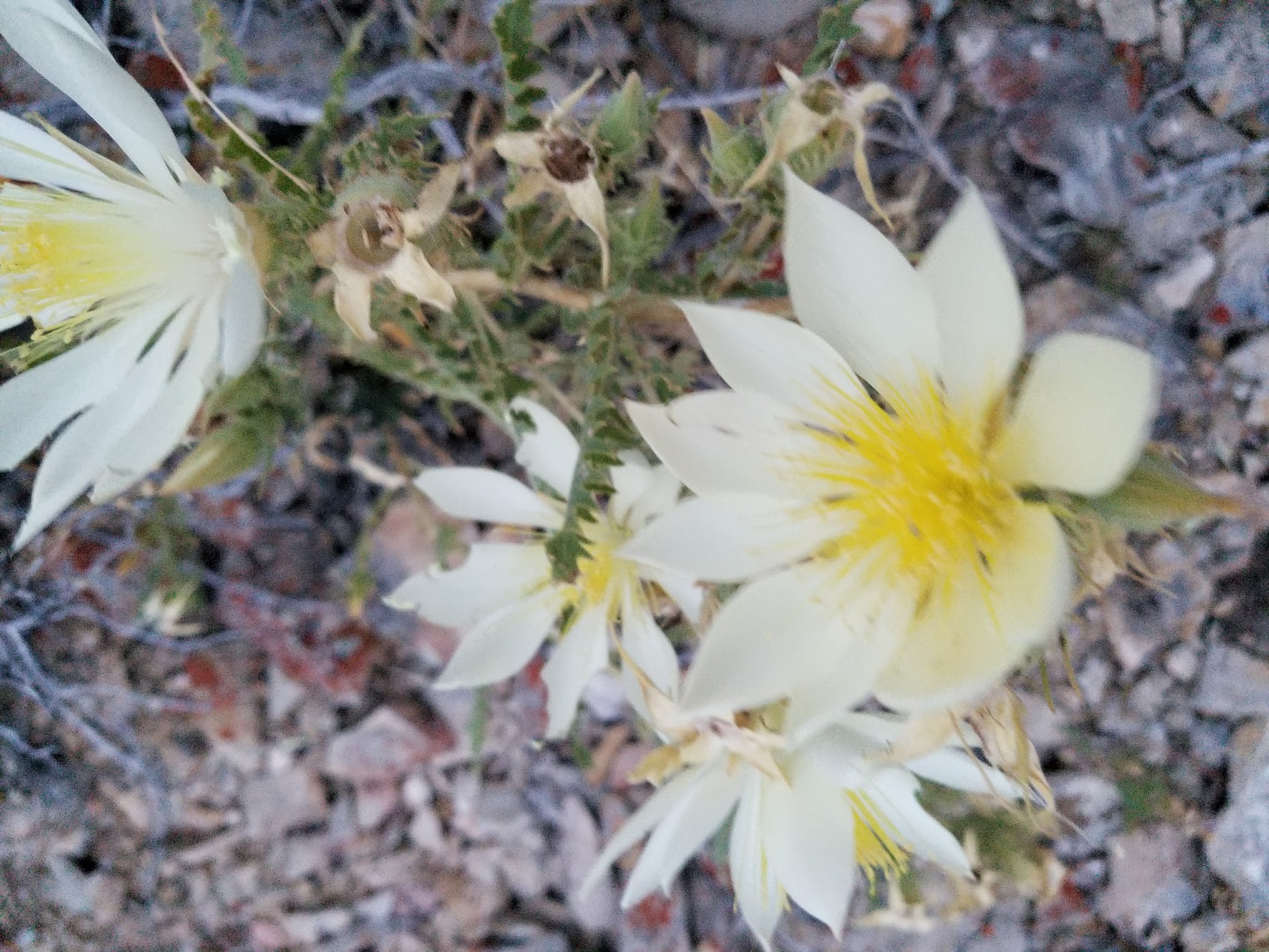 Black Sandy State Park