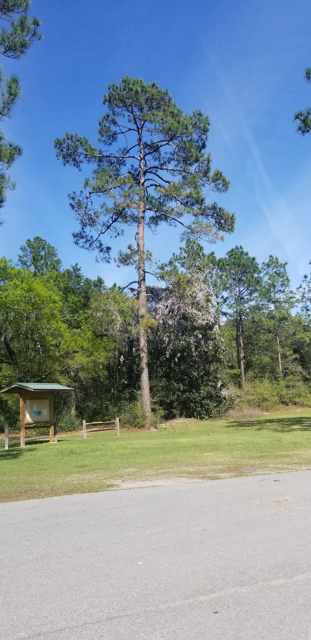 Coldwater Equestrian Campground Blackwater River State Forest