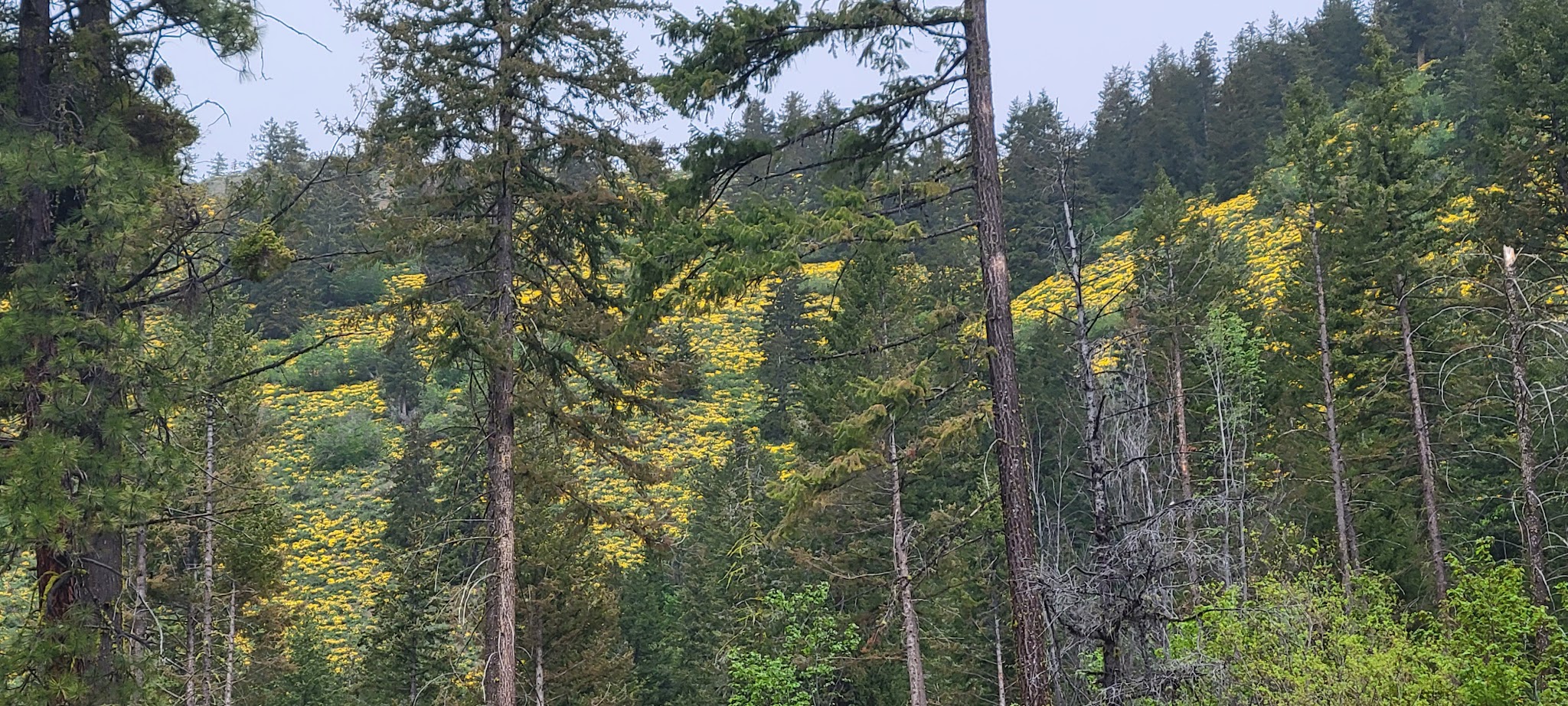 Black Pine Lake Campground