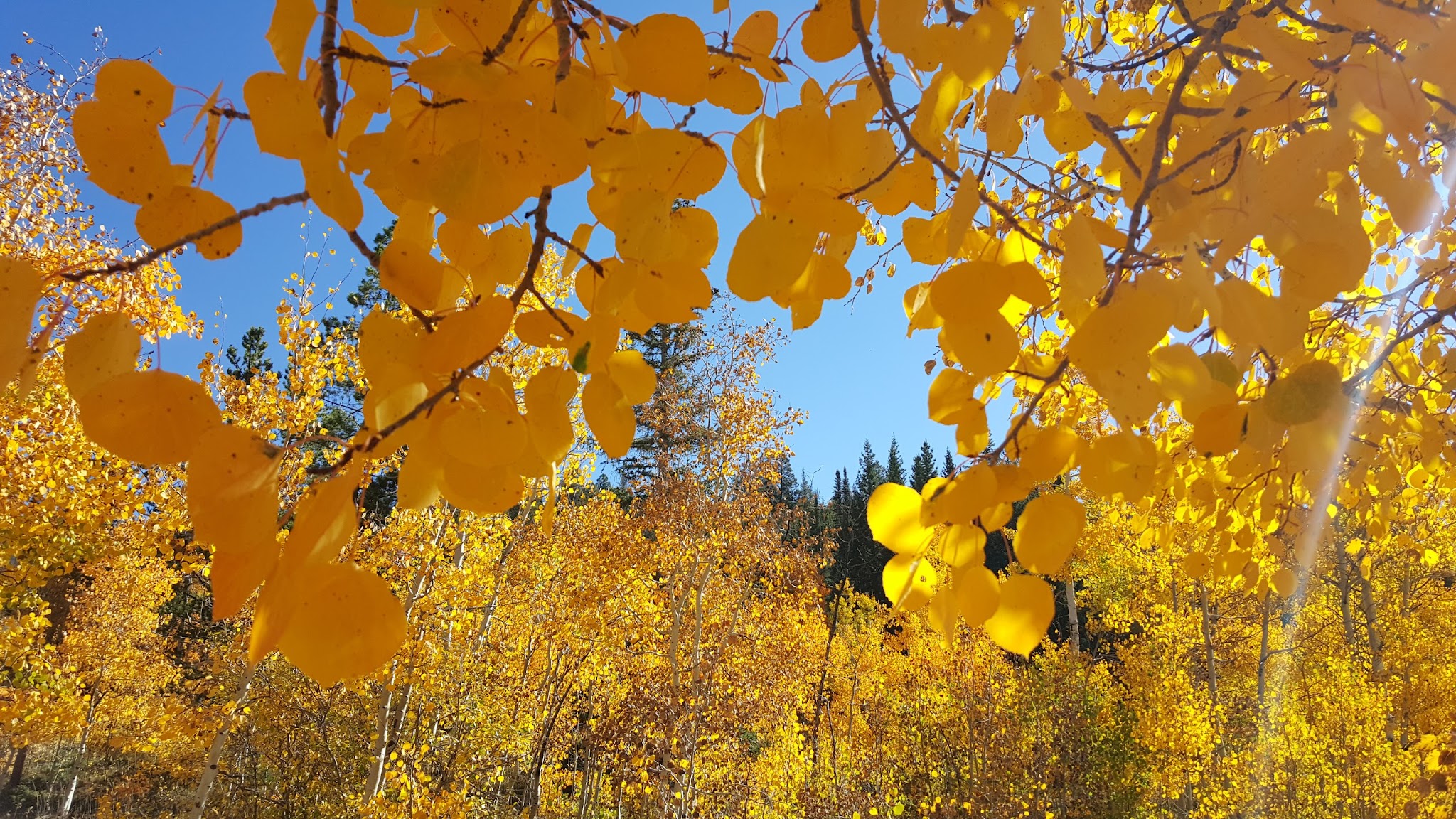 Blacktail Creek Campground