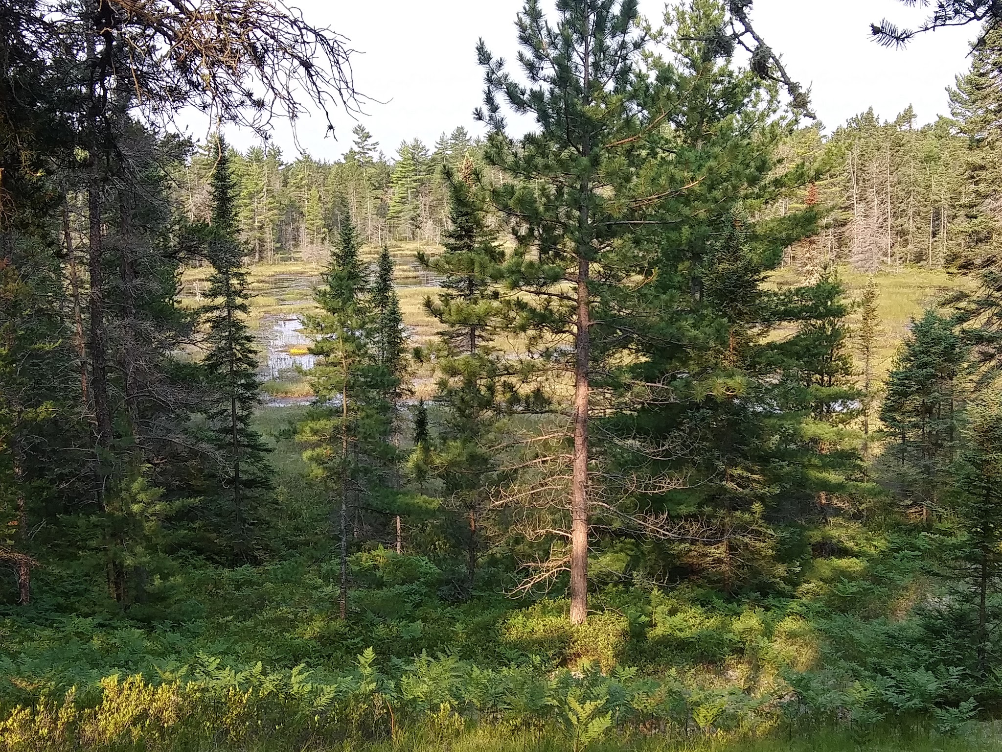 Blind Sucker No. 1 State Forest Campground