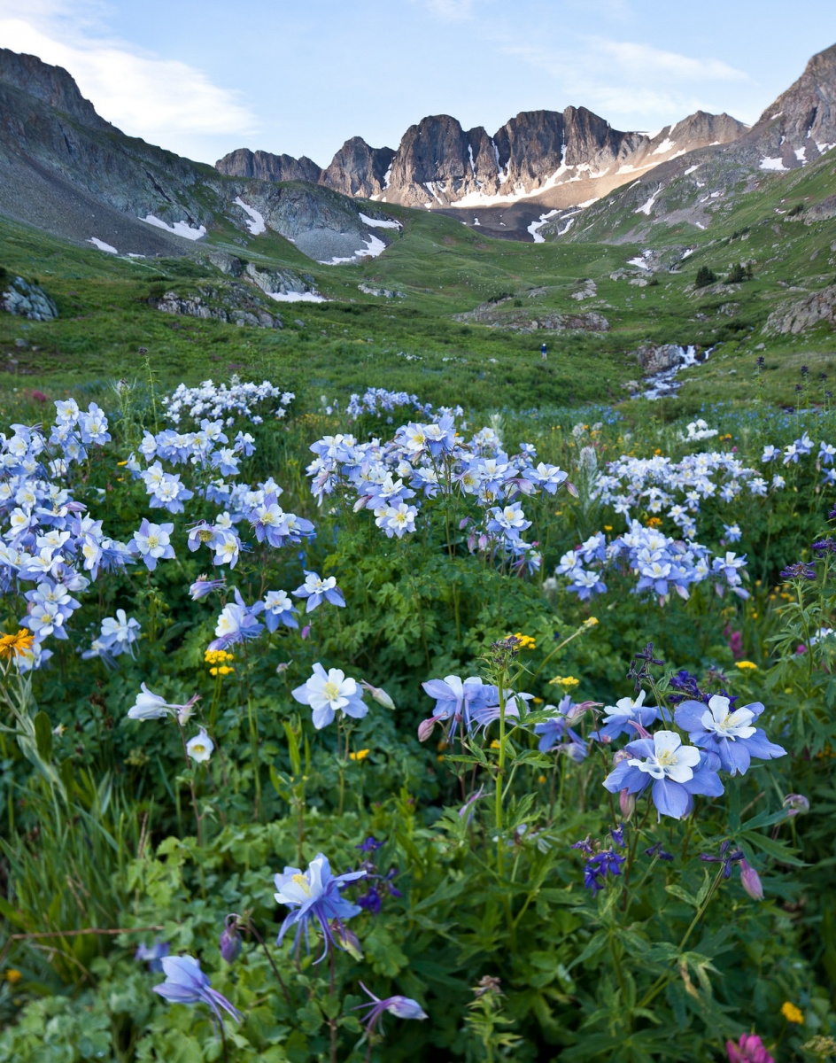 Columbine Springs