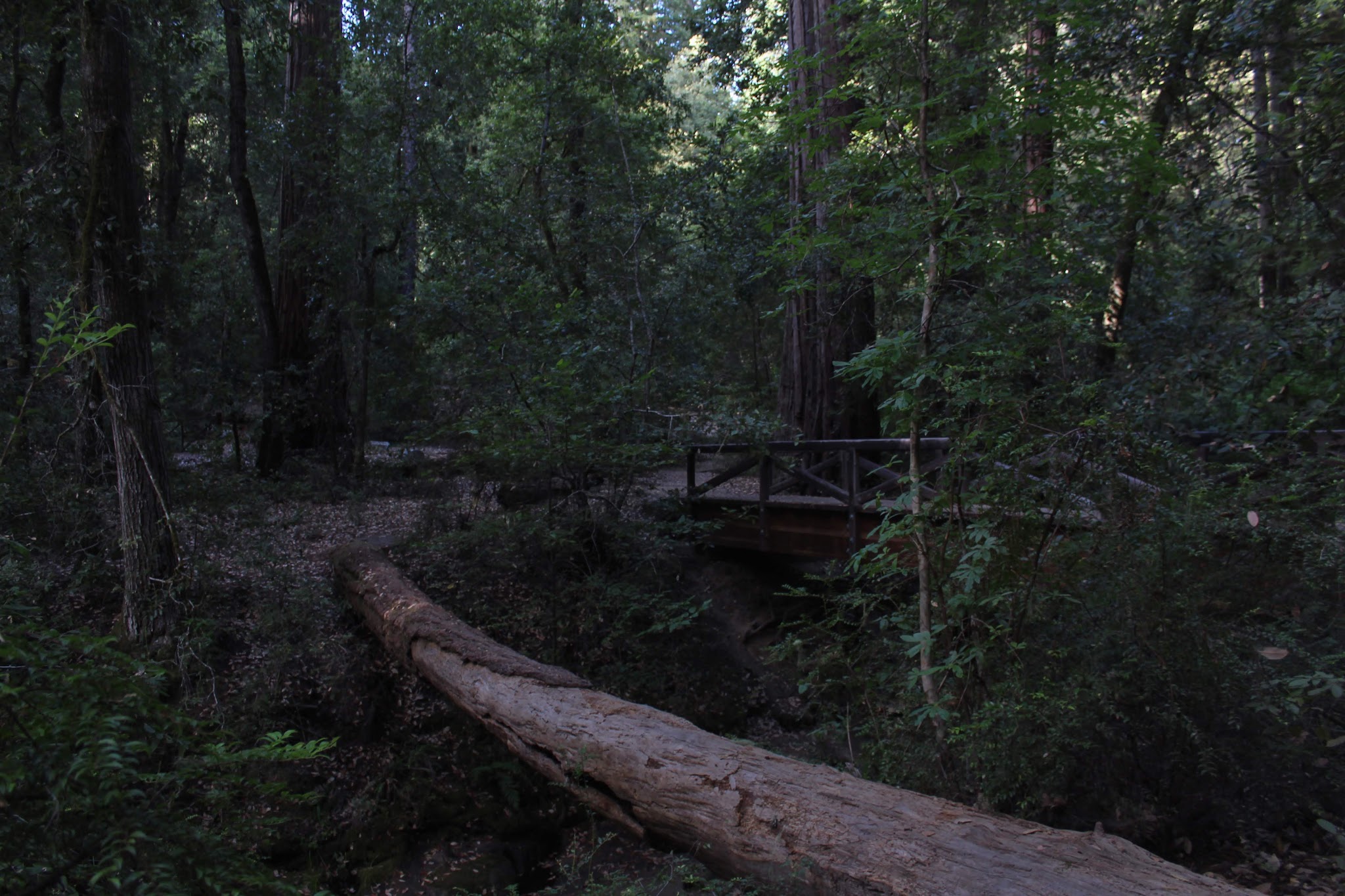 Blooms Creek Campground