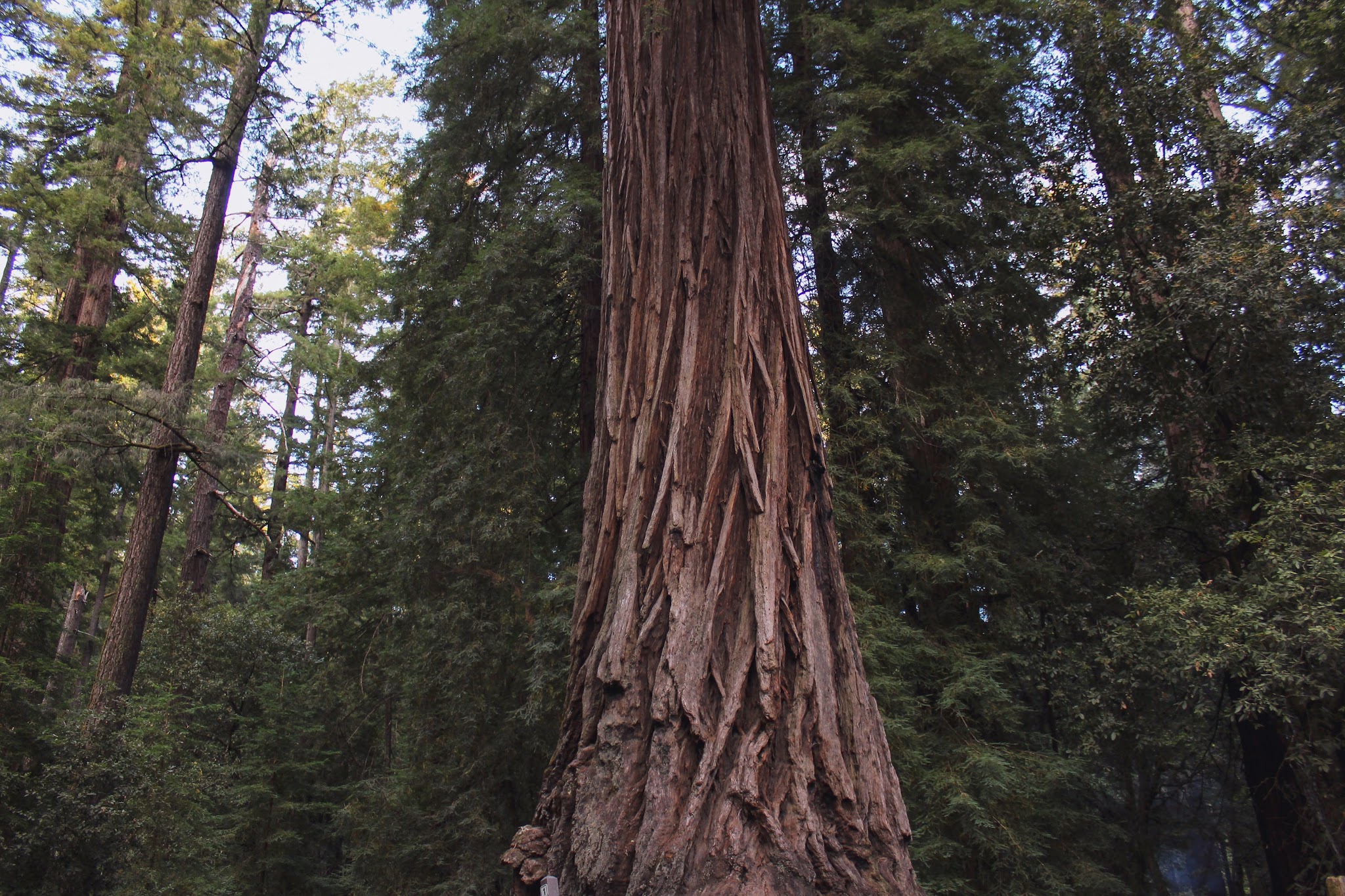 Blooms Creek Campground