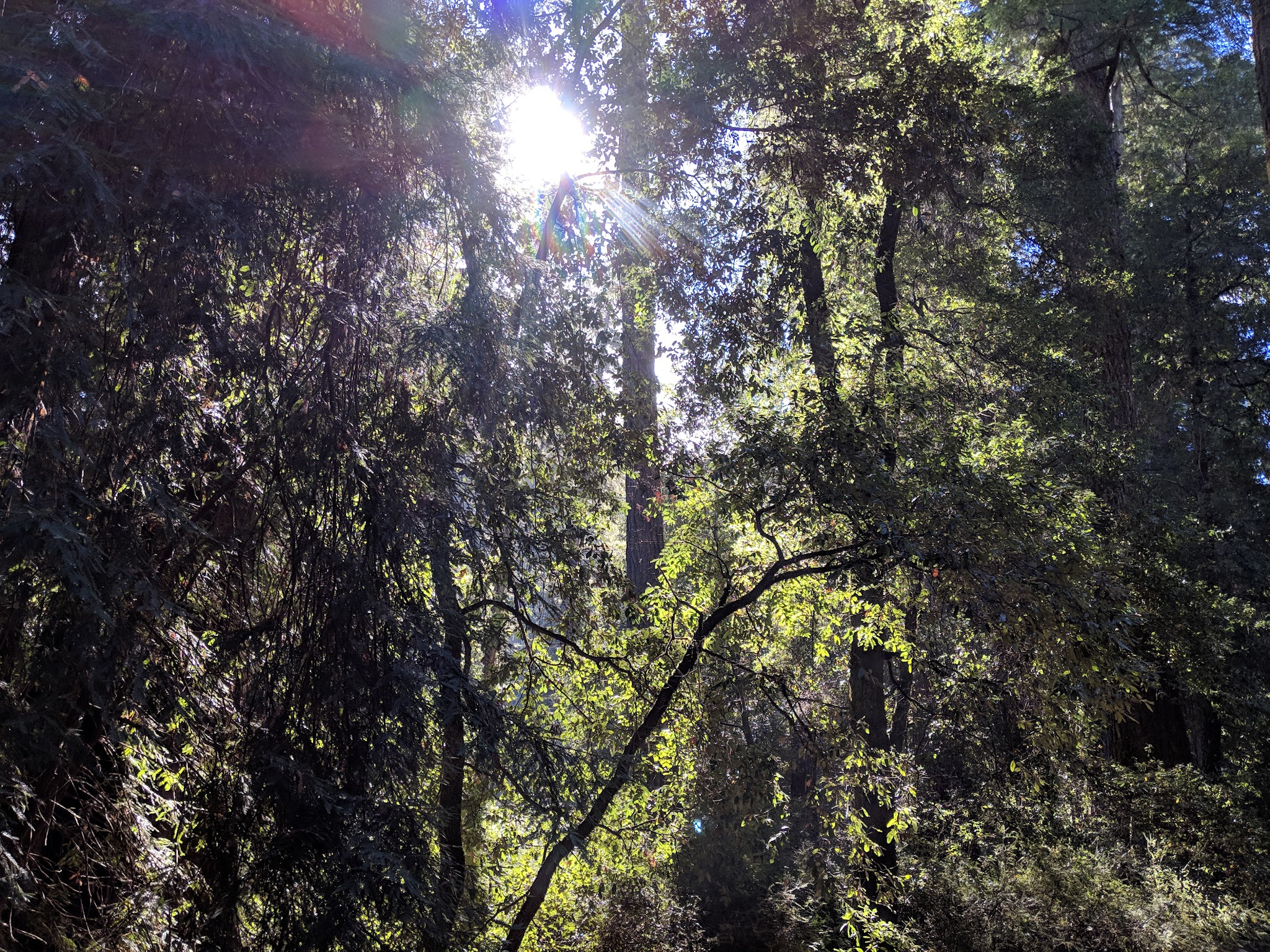 Blooms Creek Campground