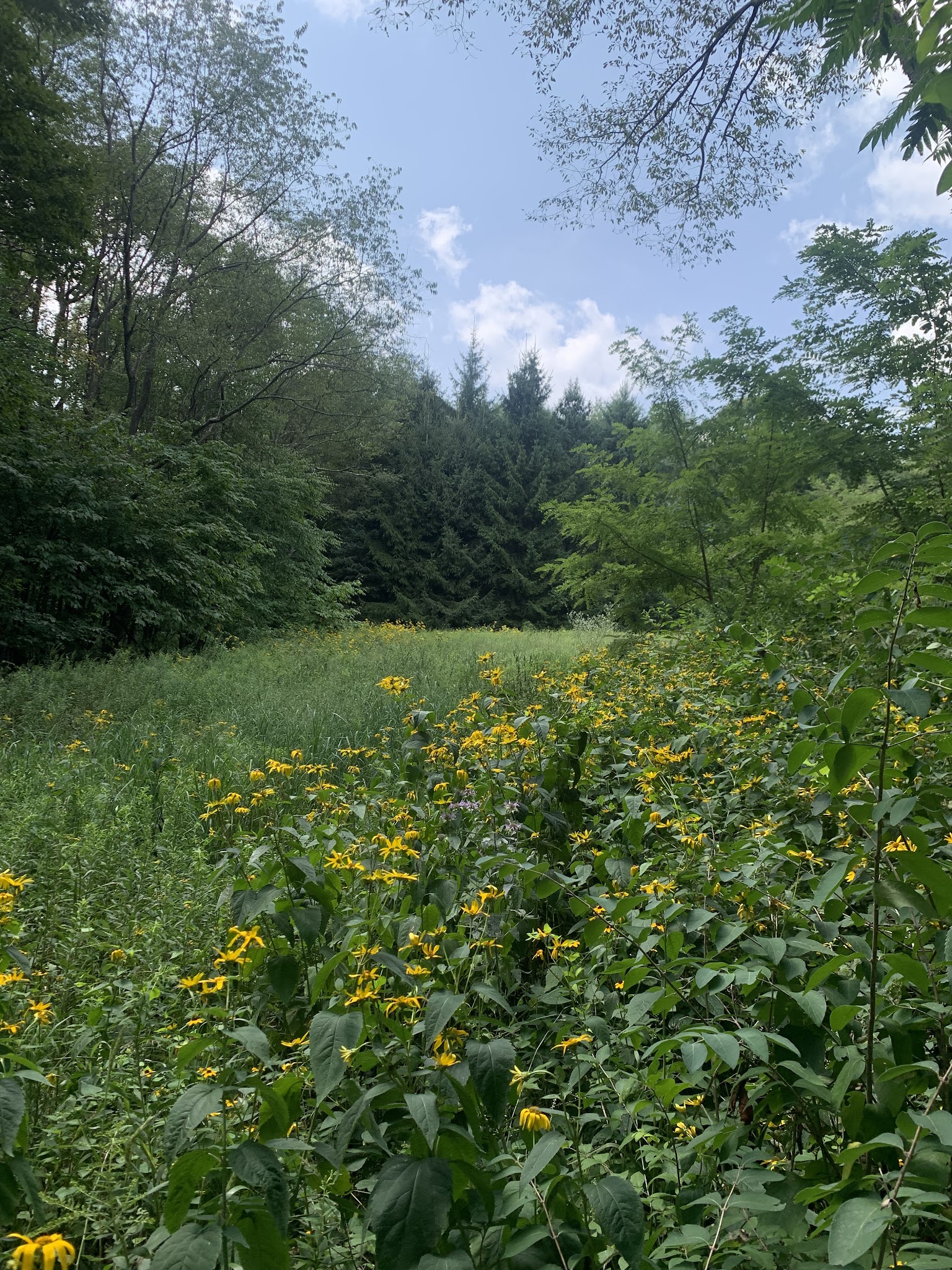Blue Knob State Park