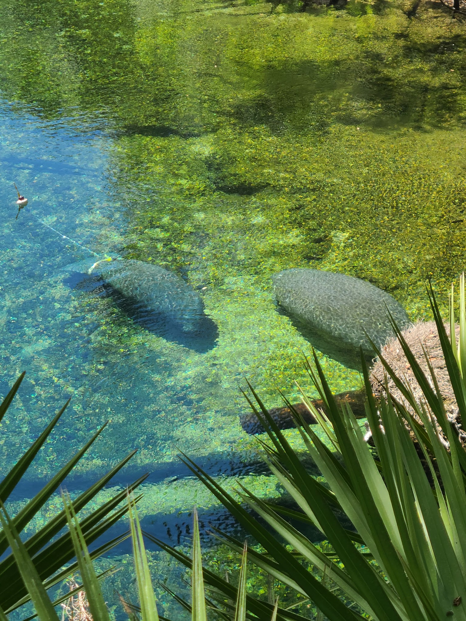 Blue Springs State Park Campground
