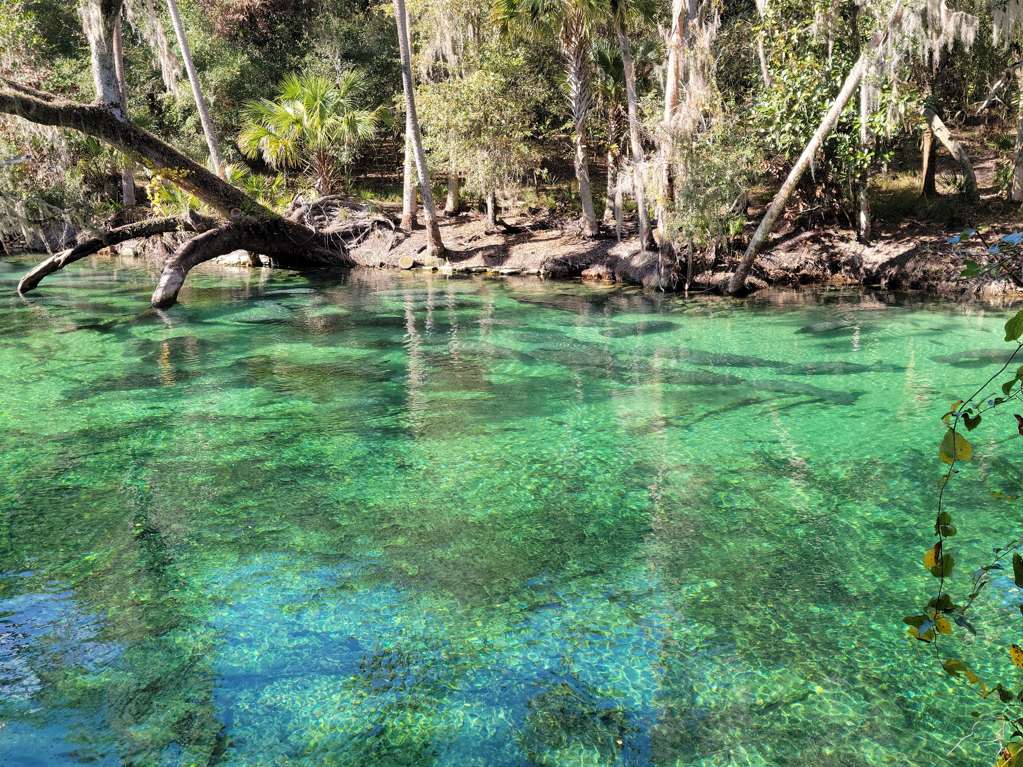Blue Springs State Park Campground