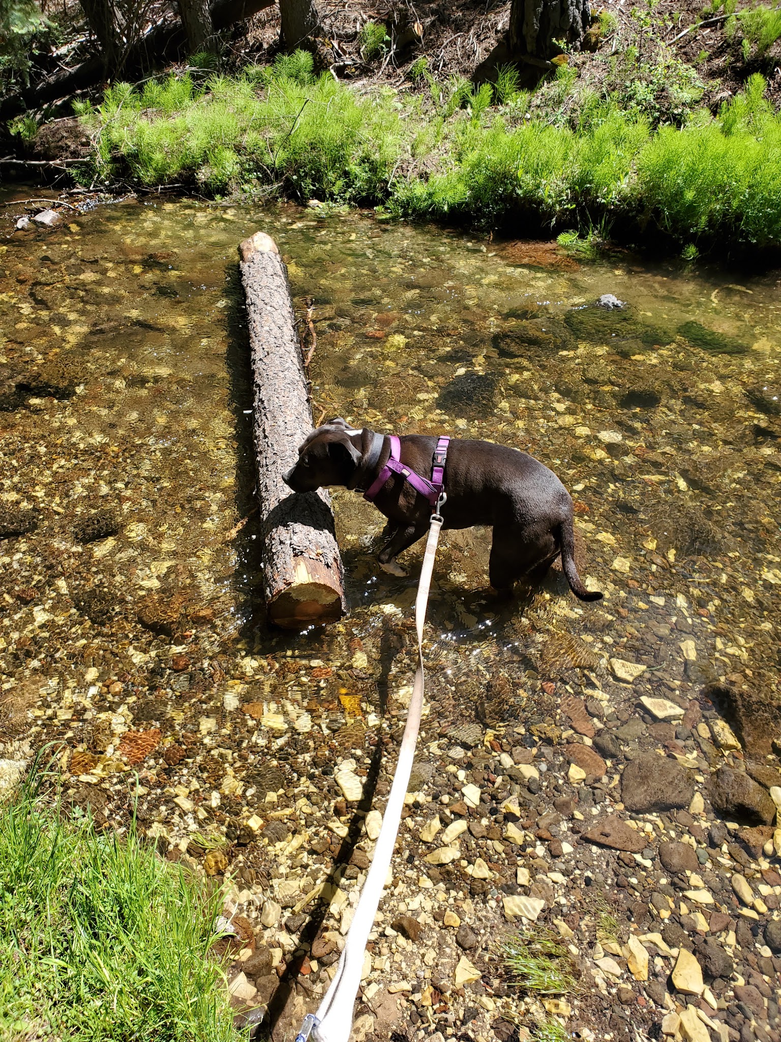 Blue Spruce Campground