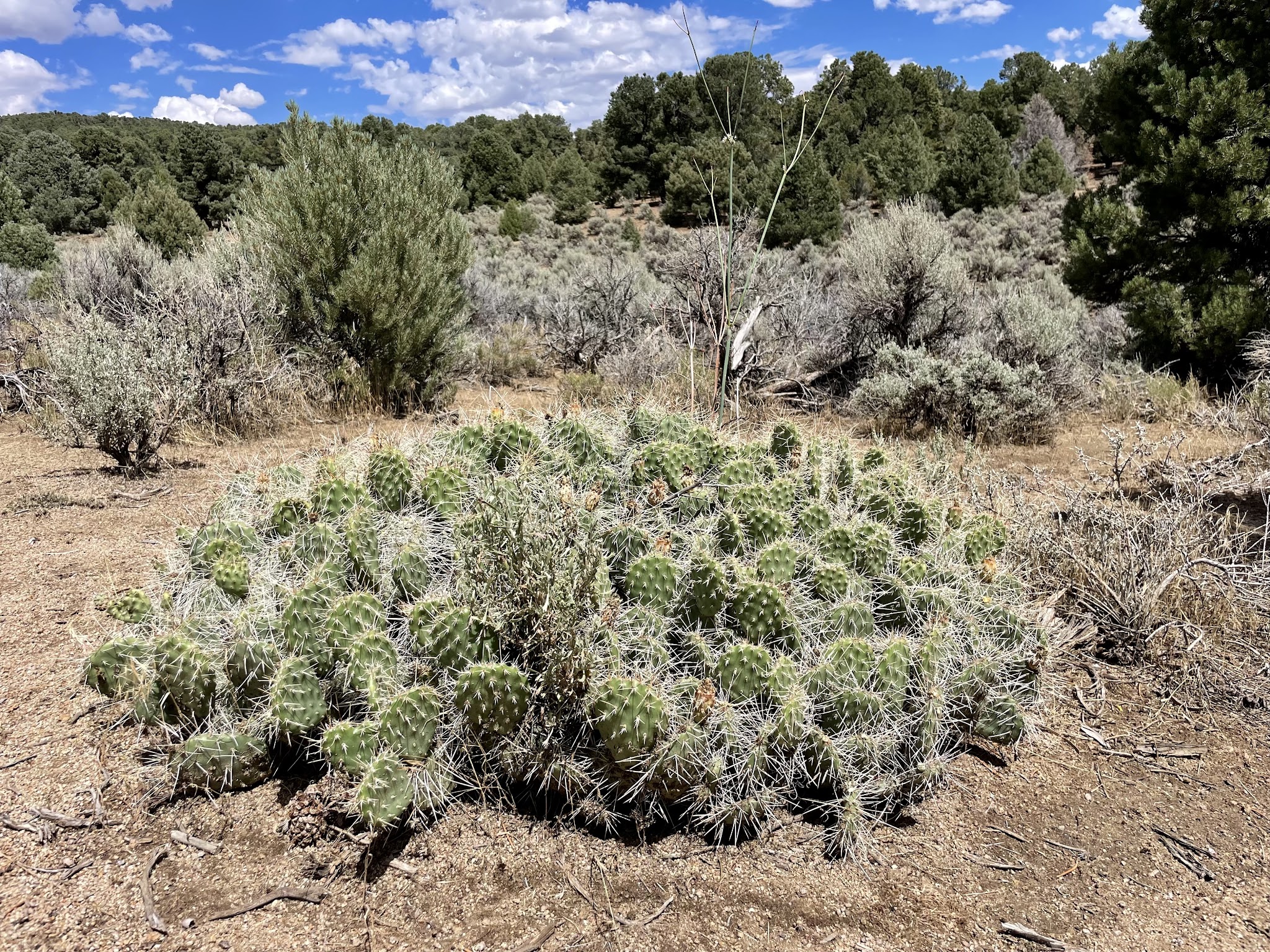 Bob Scott Campground