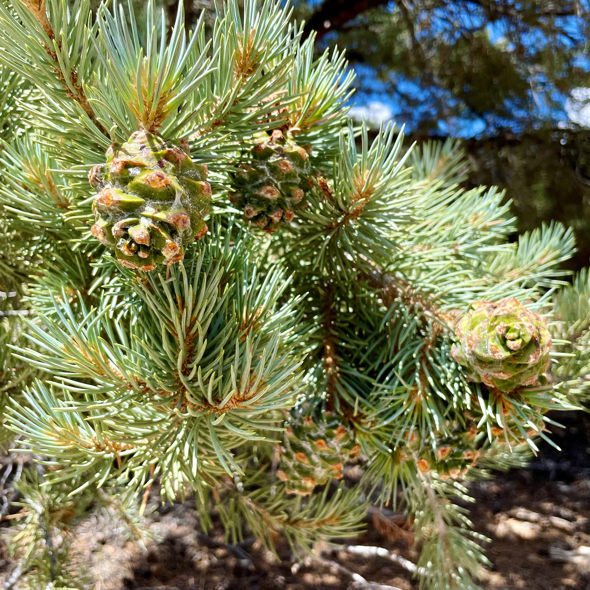 Bob Scott Campground
